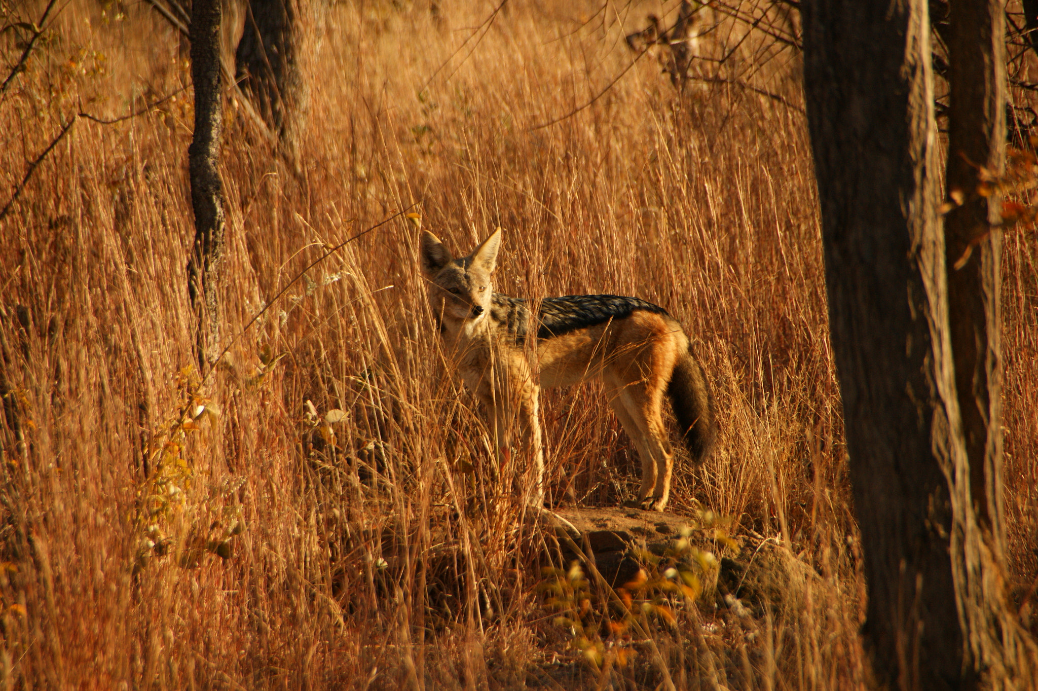 Sony Alpha DSLR-A350 sample photo. Black backed jackal, dawn photography