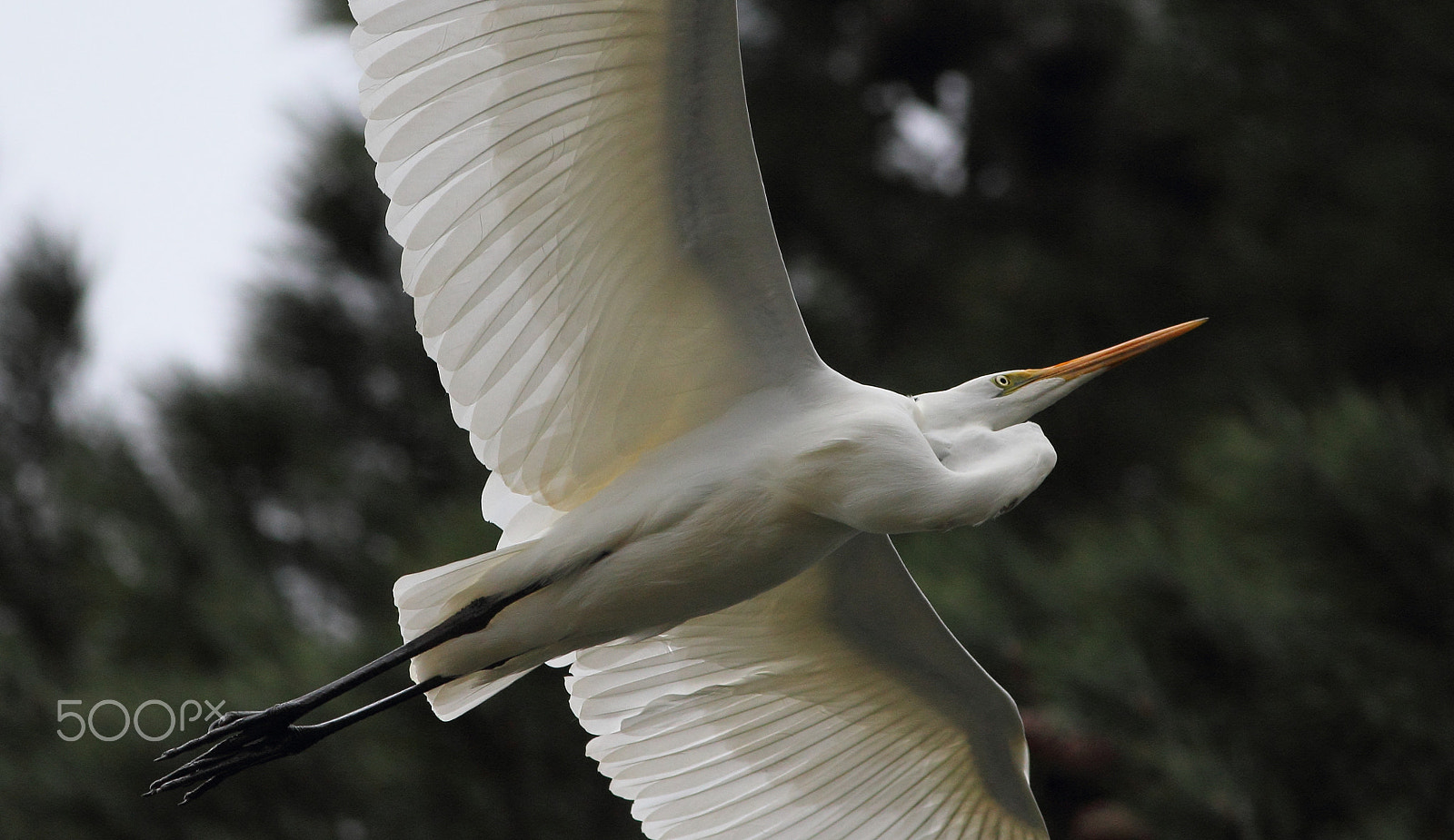 Canon EOS 60D + Canon EF 400mm F5.6L USM sample photo. Toward the sky photography