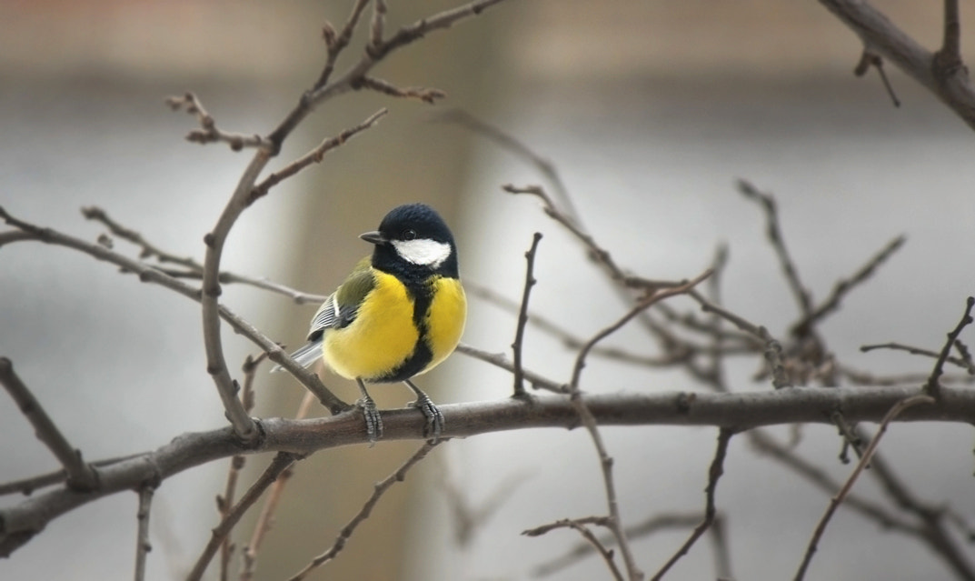 Canon EF-S 55-250mm F4-5.6 IS II sample photo. Great tit photography