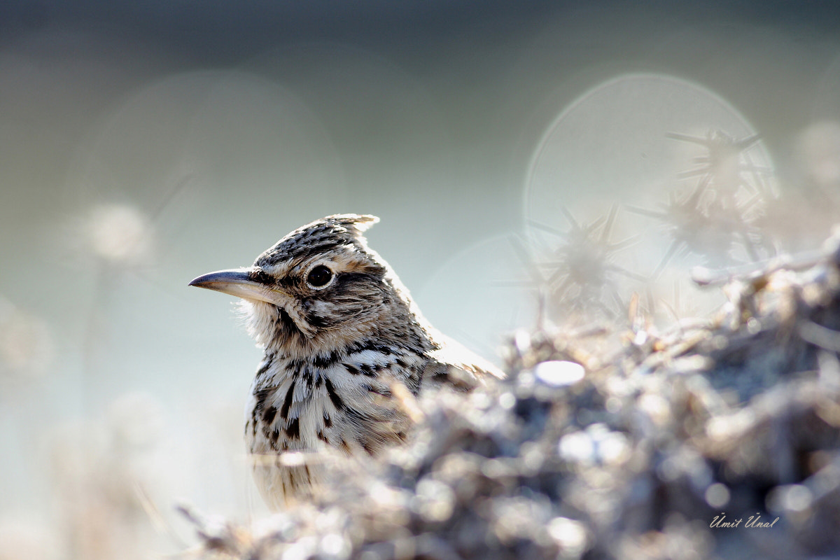 Canon EOS 40D + Canon EF 400mm F5.6L USM sample photo. Crested lark photography