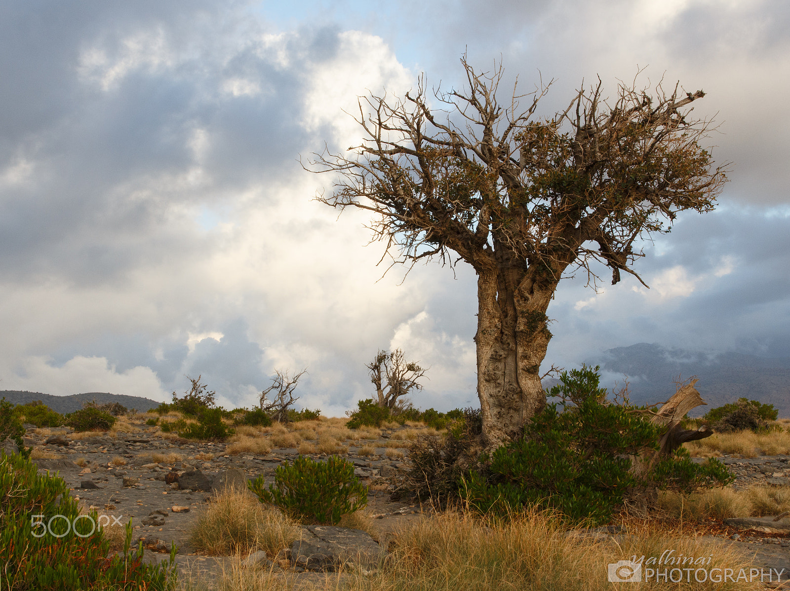 Canon EF 24-70mm F2.8L II USM sample photo. Jabal shams tree photography