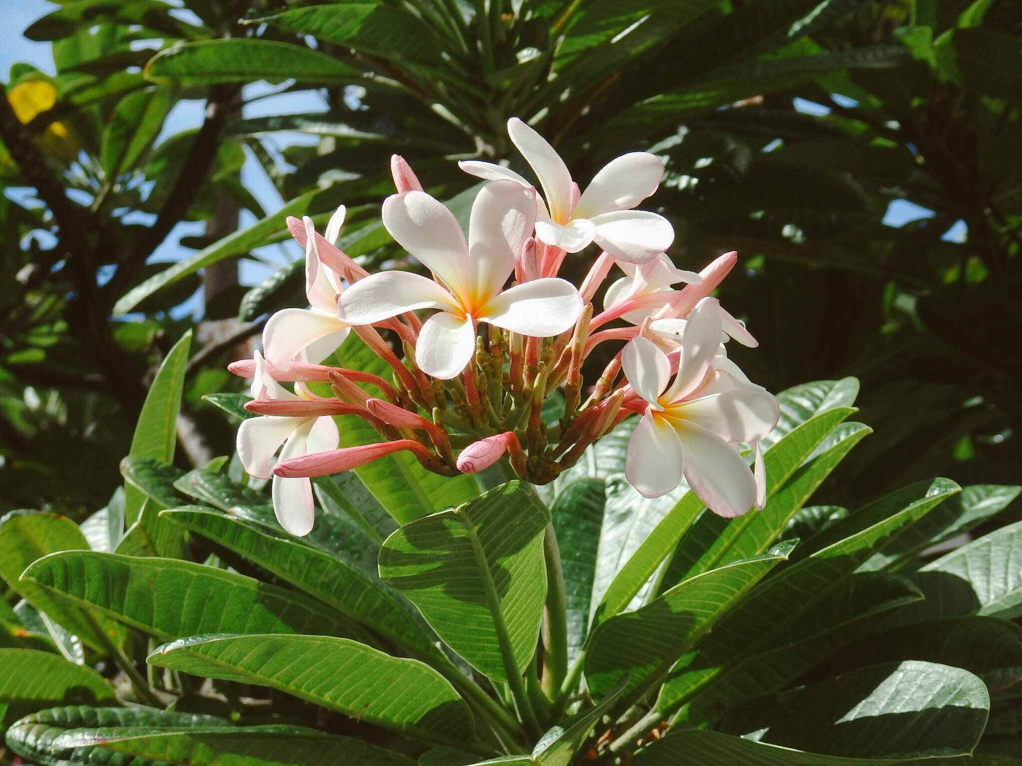 Olympus SH-1 sample photo. Plumeria photography