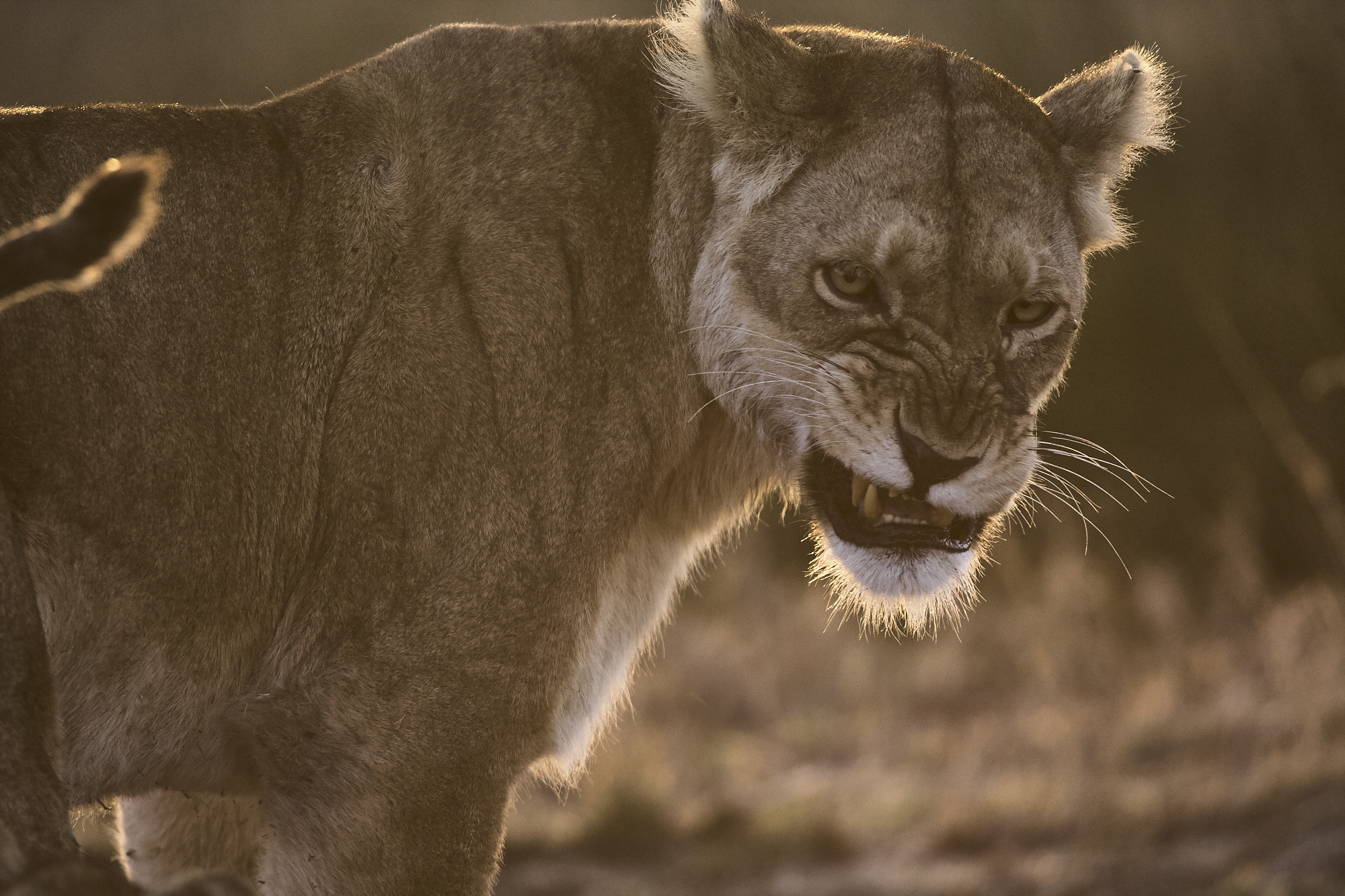 Canon EF 600mm F4L IS USM sample photo. Lion scolding photography