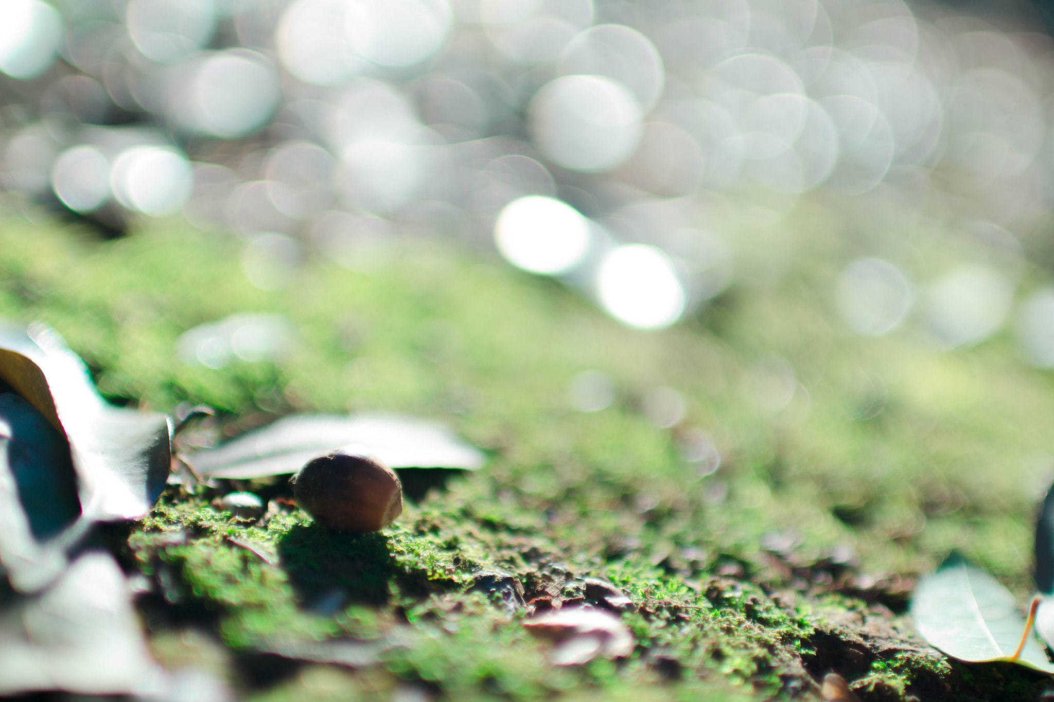 Sigma 30mm F1.4 EX DC HSM sample photo. 風景 photography