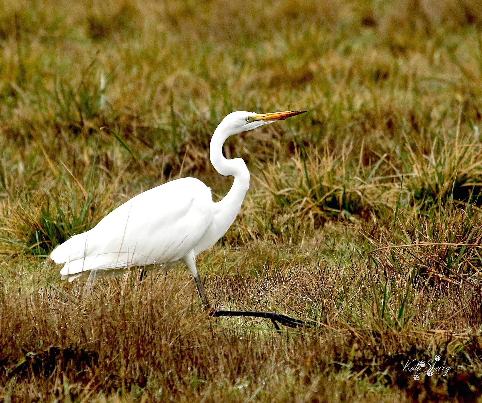 Canon EF 100-400mm F4.5-5.6L IS USM sample photo. Casual stroll photography