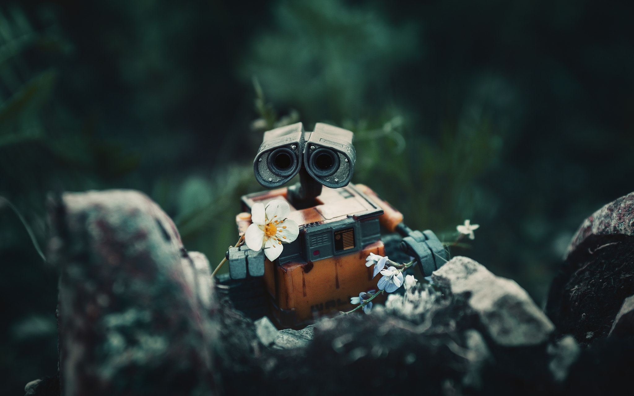 Sony SLT-A65 (SLT-A65V) sample photo. Wall-e #6 photography