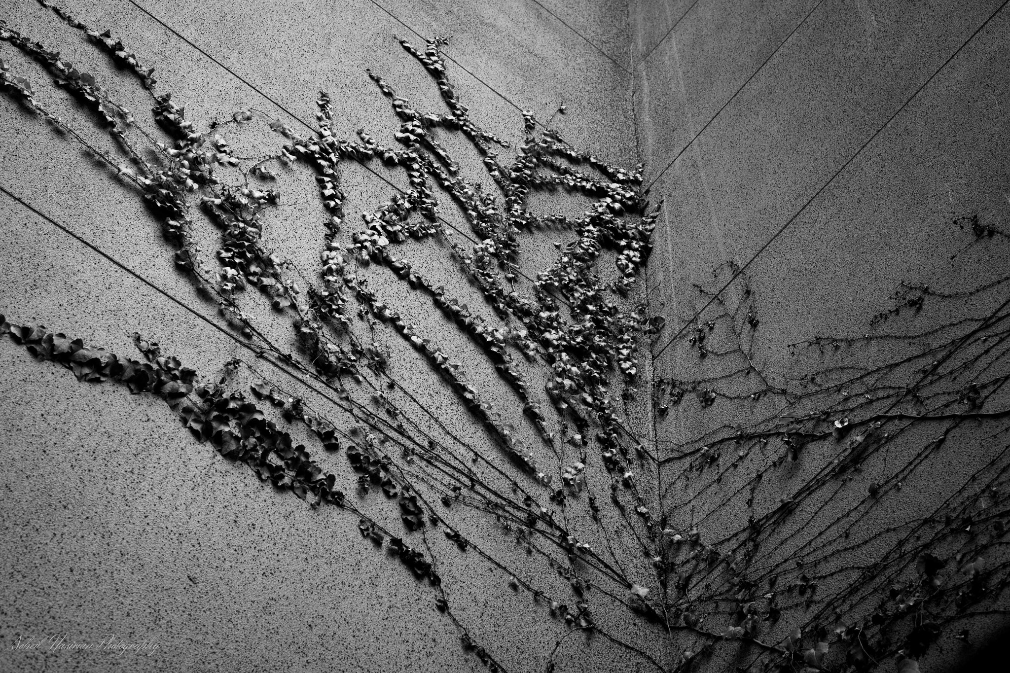 Fujifilm X-A1 + Fujifilm XF 35mm F1.4 R sample photo. Creeping death photography