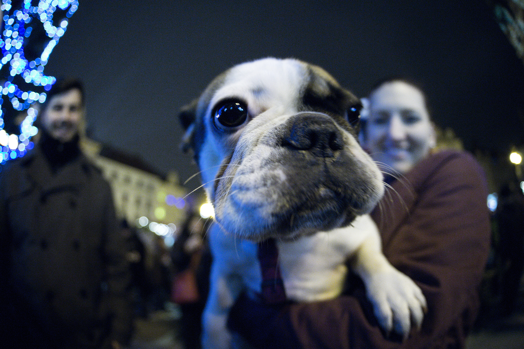 Sony a99 II + Sigma 15mm F2.8 EX DG Diagonal Fisheye sample photo. Dog happy photography