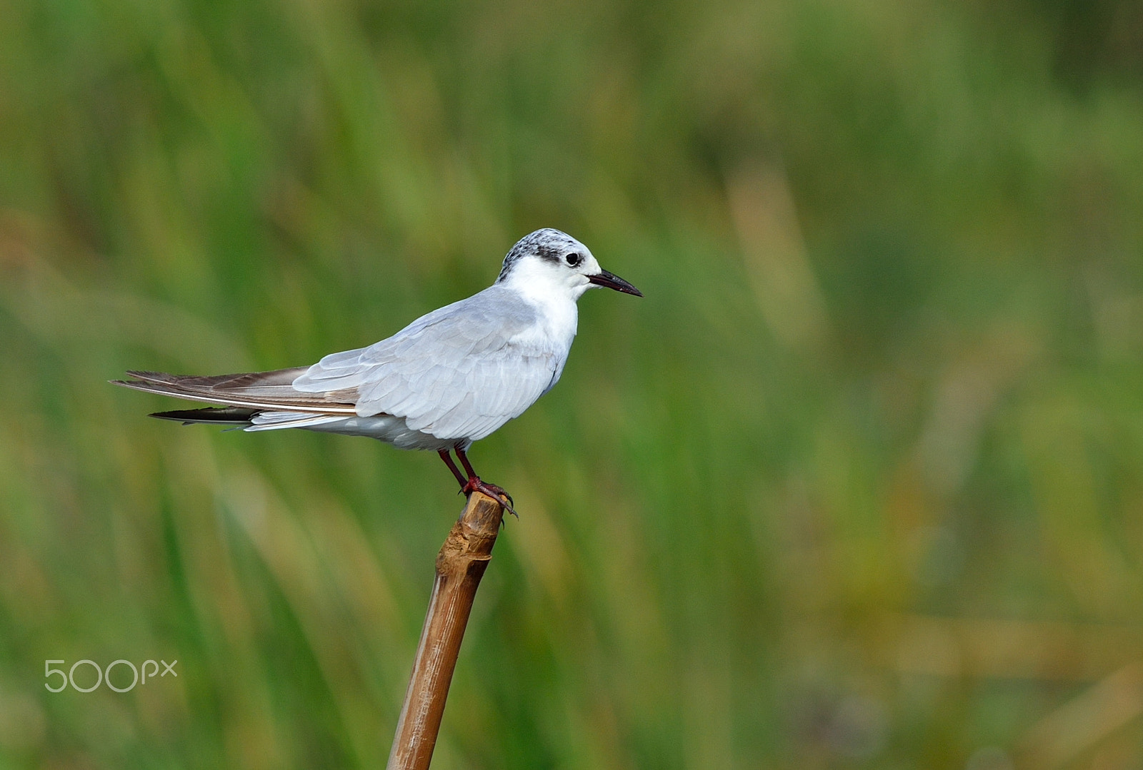 Nikon D3100 + Nikon AF-S Nikkor 300mm F4D ED-IF sample photo. Whiskered tern photography