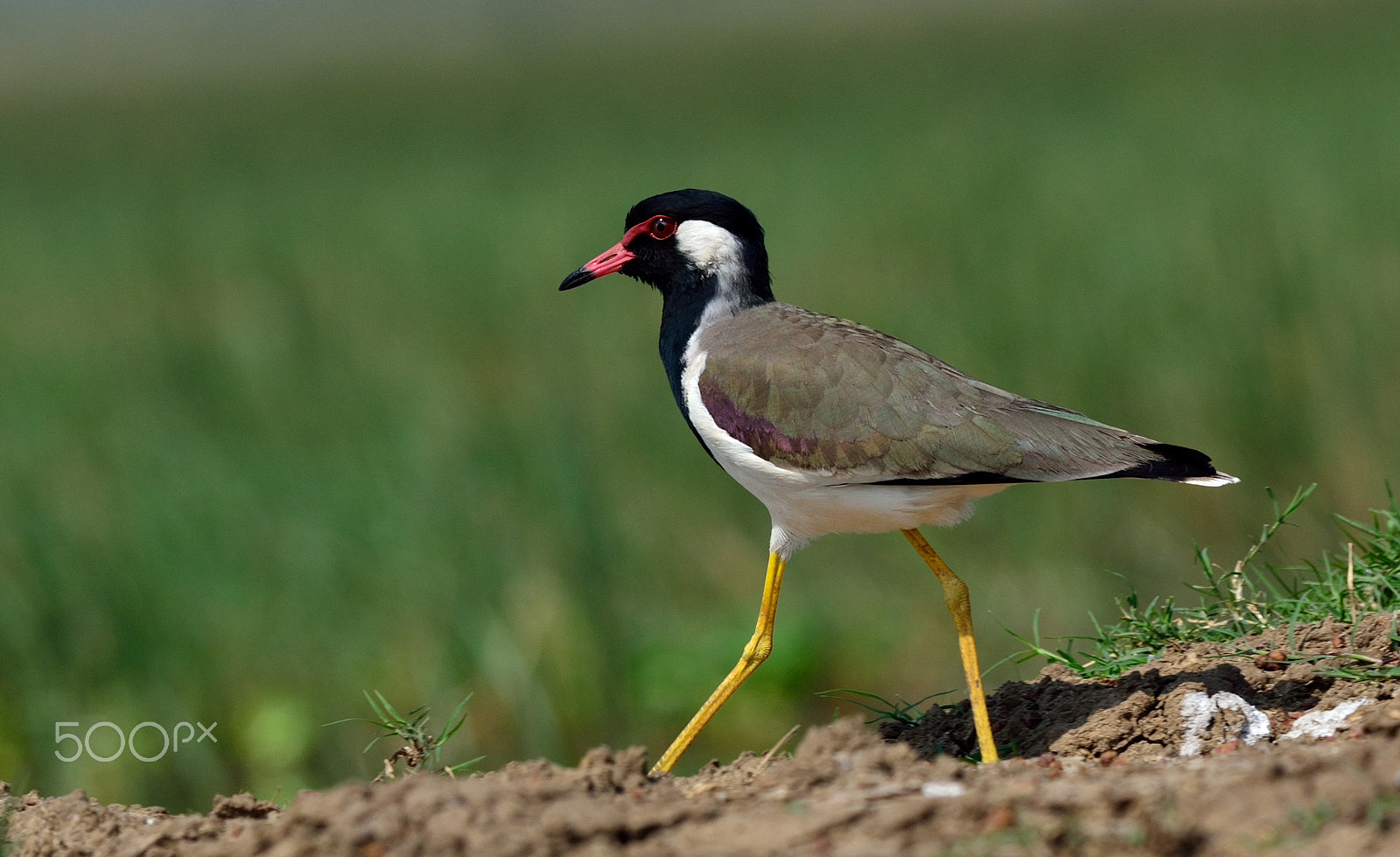 Nikon D3100 + Nikon AF-S Nikkor 300mm F4D ED-IF sample photo. Beauty on the march... photography