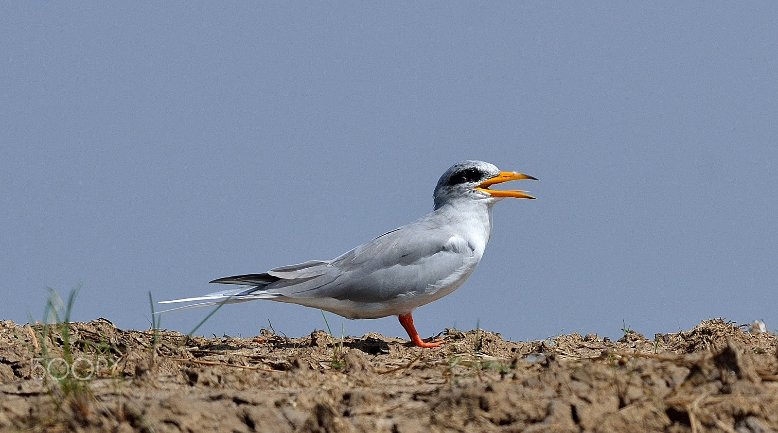 Nikon D3100 + Nikon AF-S Nikkor 300mm F4D ED-IF sample photo. Nature's call photography
