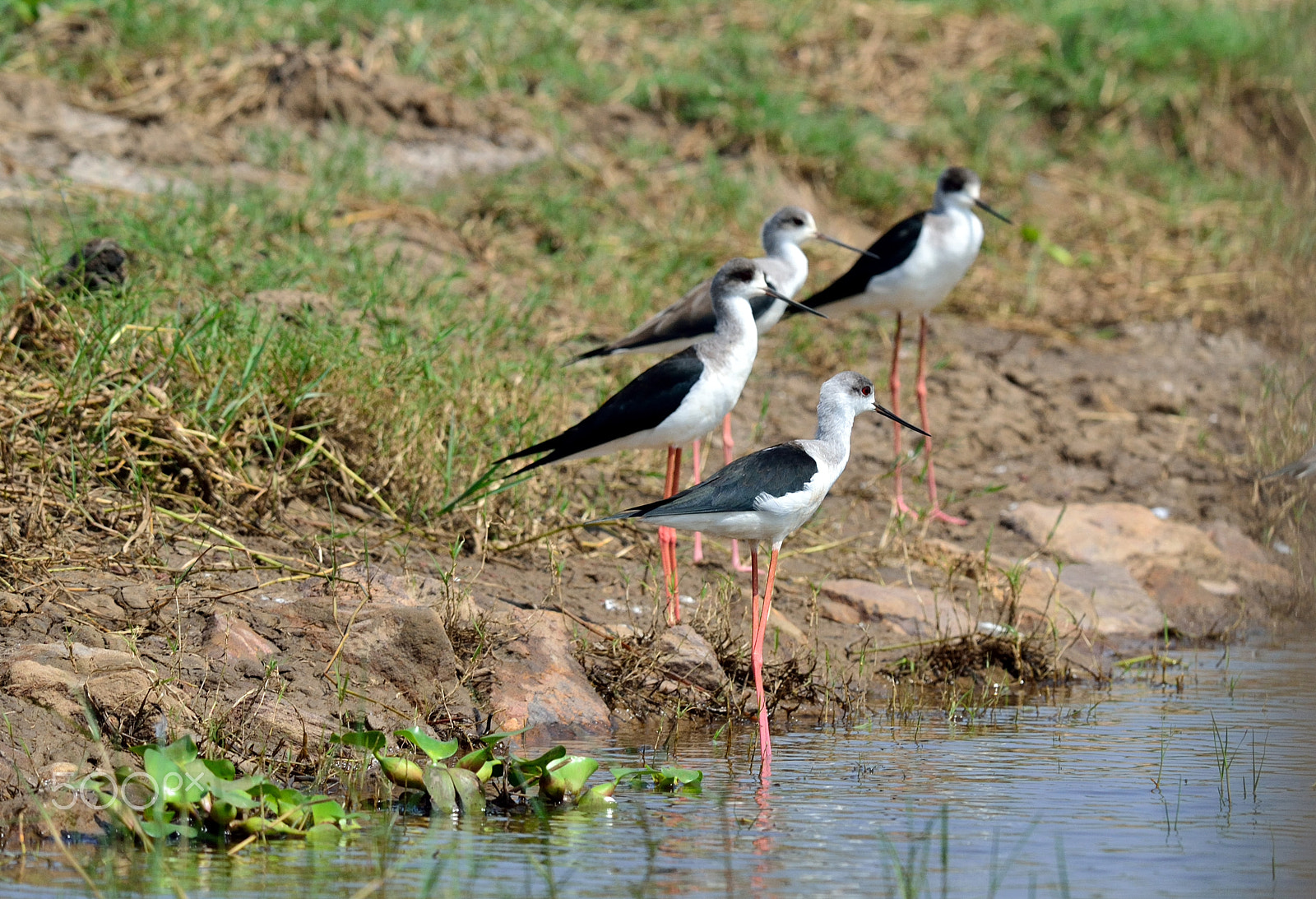Nikon D3100 + Nikon AF-S Nikkor 300mm F4D ED-IF sample photo. Good morning photography