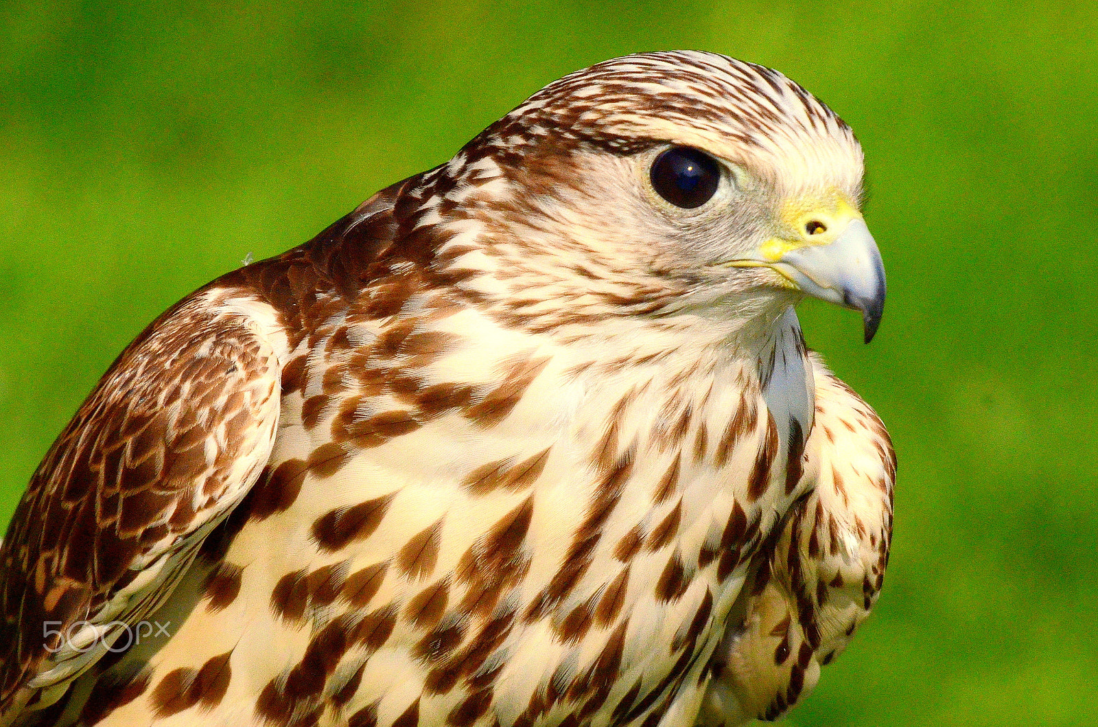 Sigma 50-500mm F4-6.3 EX APO RF HSM sample photo. Raptor photography