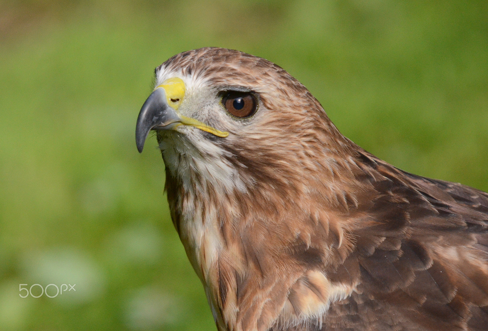 Sigma 50-500mm F4-6.3 EX APO RF HSM sample photo. Dsc o () photography