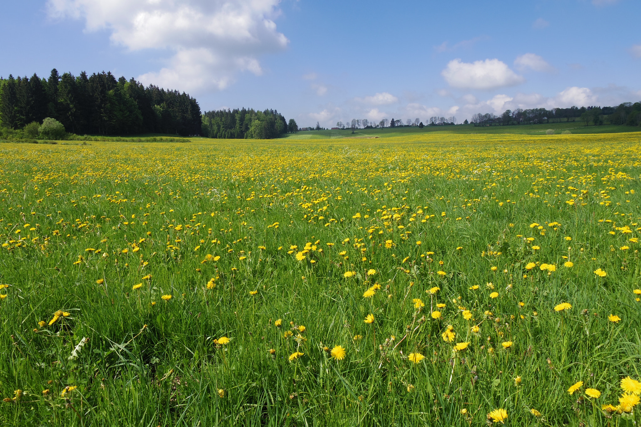 Pentax Q7 sample photo. Field photography