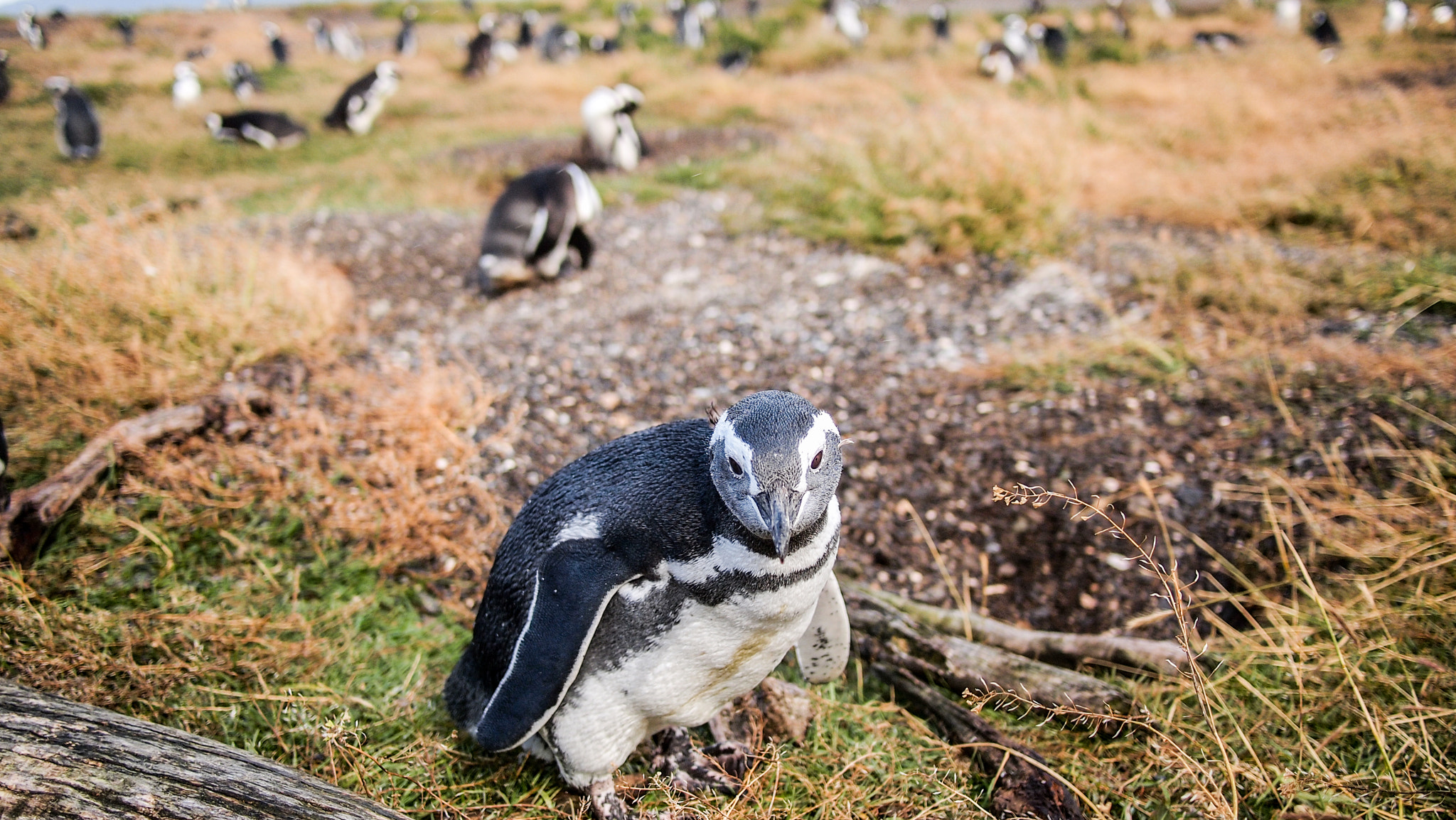 Olympus PEN E-PL1 + Panasonic Lumix G 20mm F1.7 ASPH sample photo. The penguins of ushuaia photography