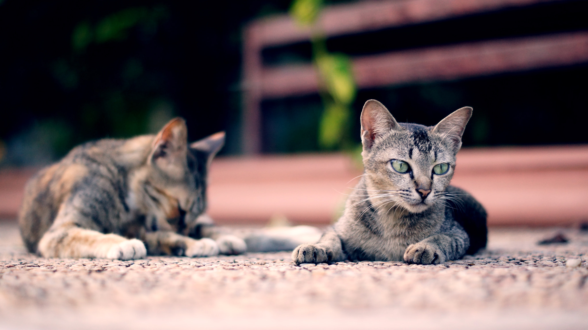 Sony SLT-A77 + Sony DT 50mm F1.8 SAM sample photo. Blue cat photography