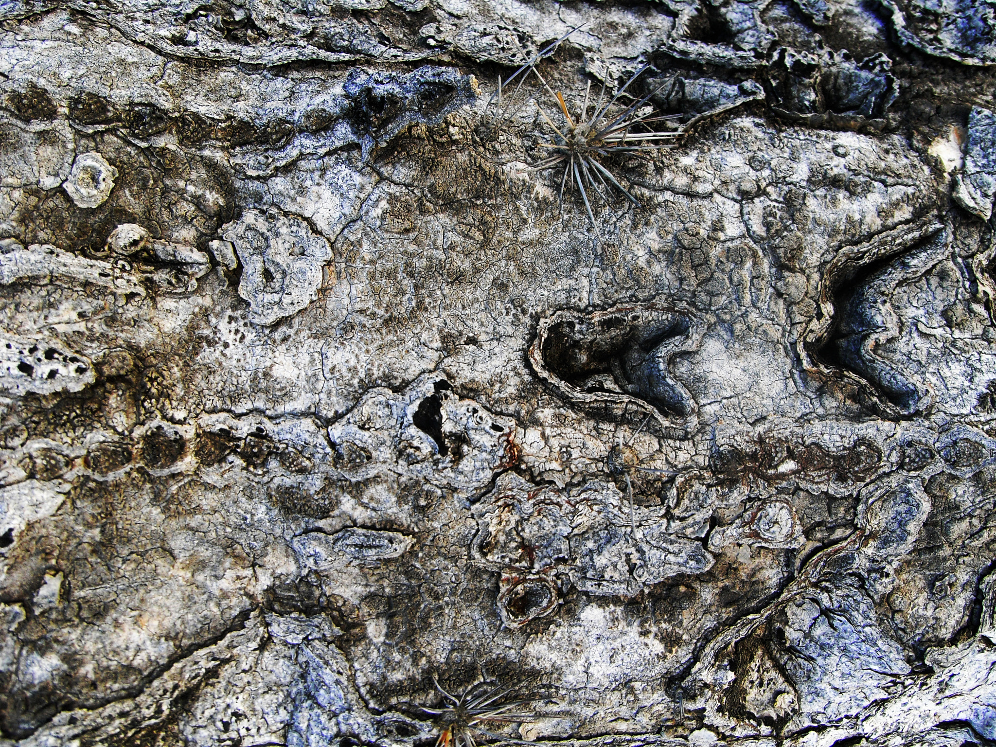 Ricoh Caplio R6 sample photo. Cactus bark, baja mexico 2008 photography