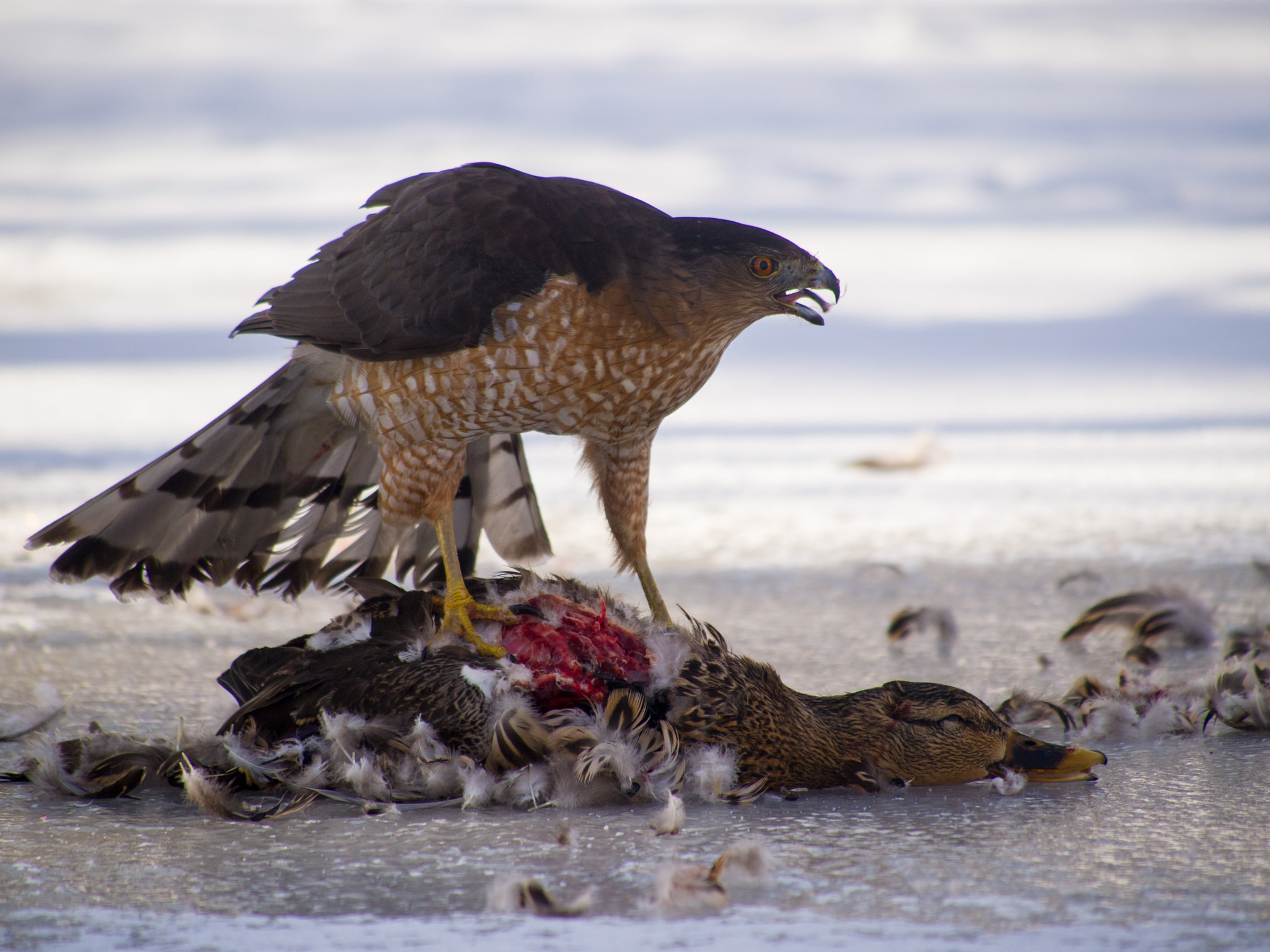 Olympus PEN E-PL1 sample photo. Cooper's hawk with mallard kill photography