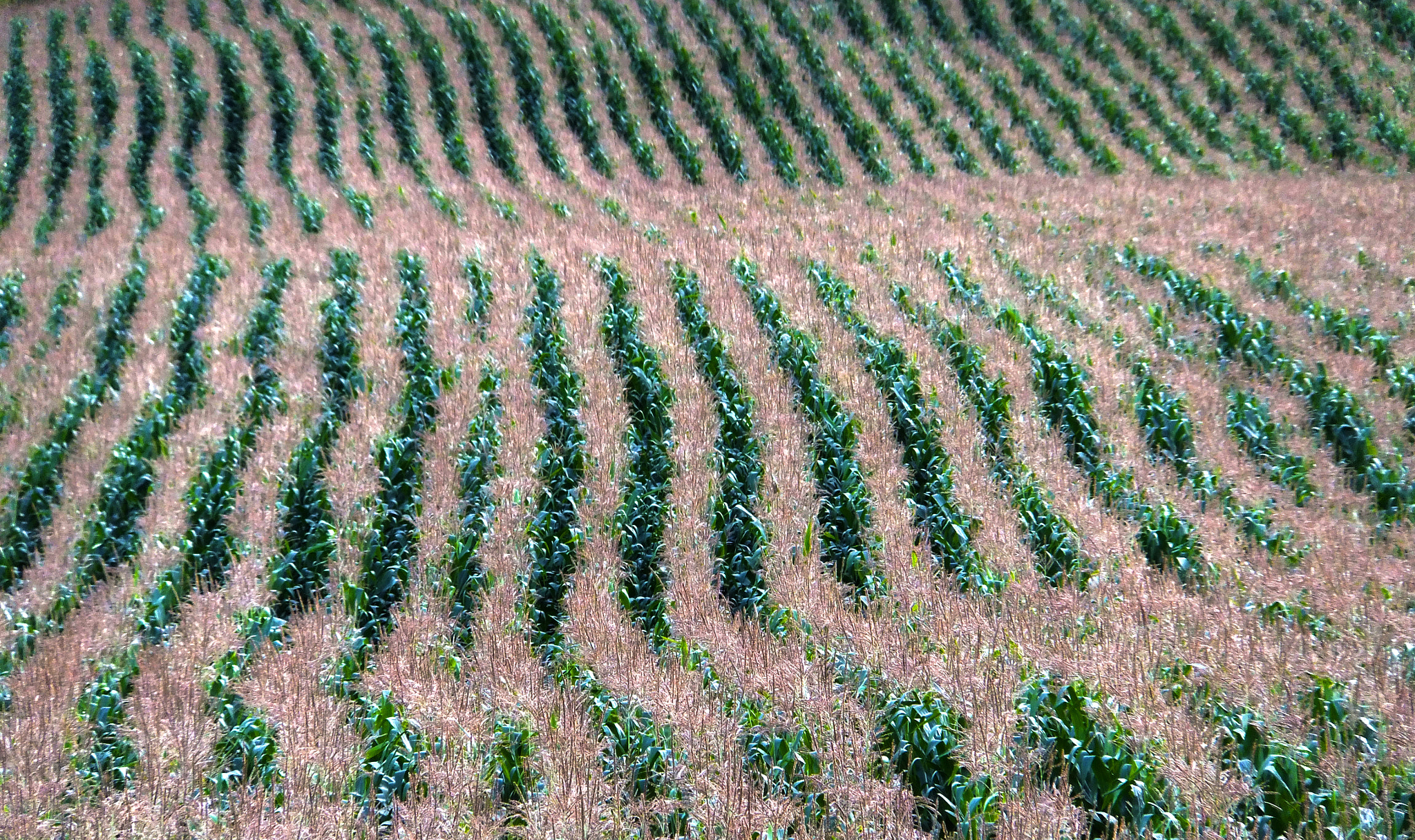 Fujifilm FinePix F600 EXR sample photo. Crop field in cheshire, england photography