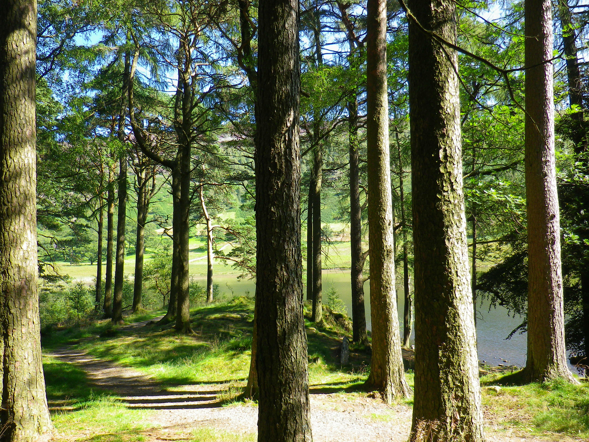 Pentax Optio RZ10 sample photo. Blea tarn forest sept 2015 photography