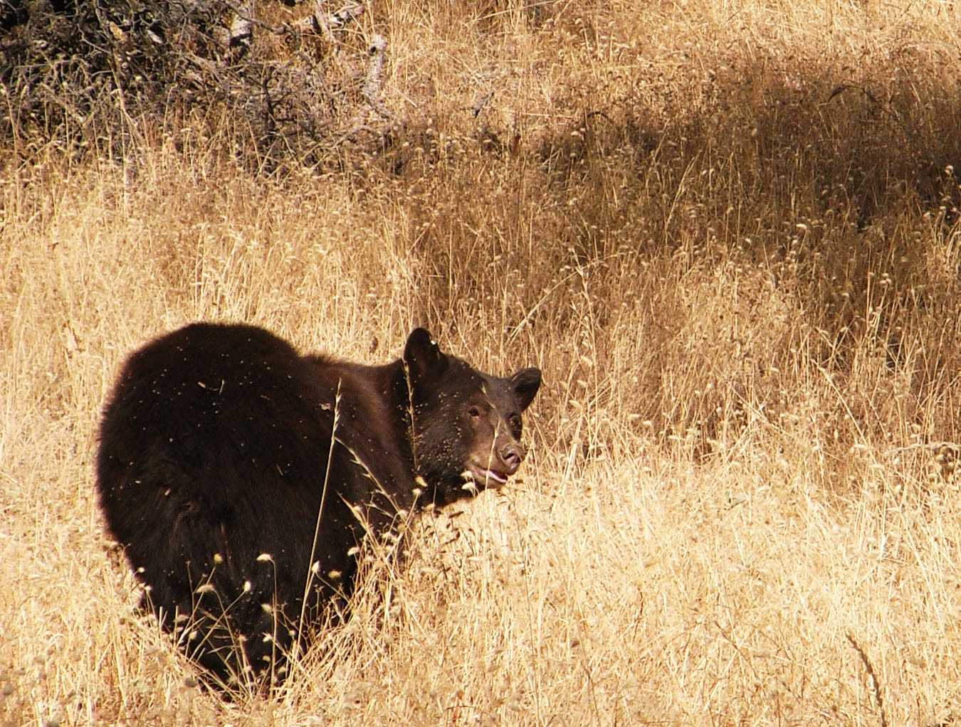 Ricoh Caplio R6 sample photo. Black bear photography