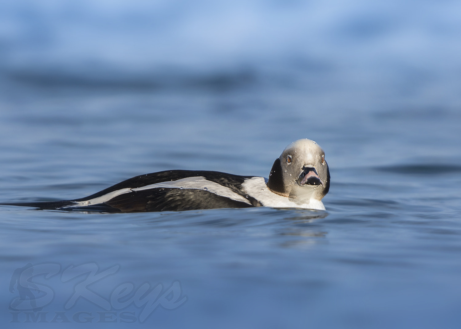 Nikon D7200 + Sigma 500mm F4.5 EX DG HSM sample photo. Wet pup (long-tailed duck) photography