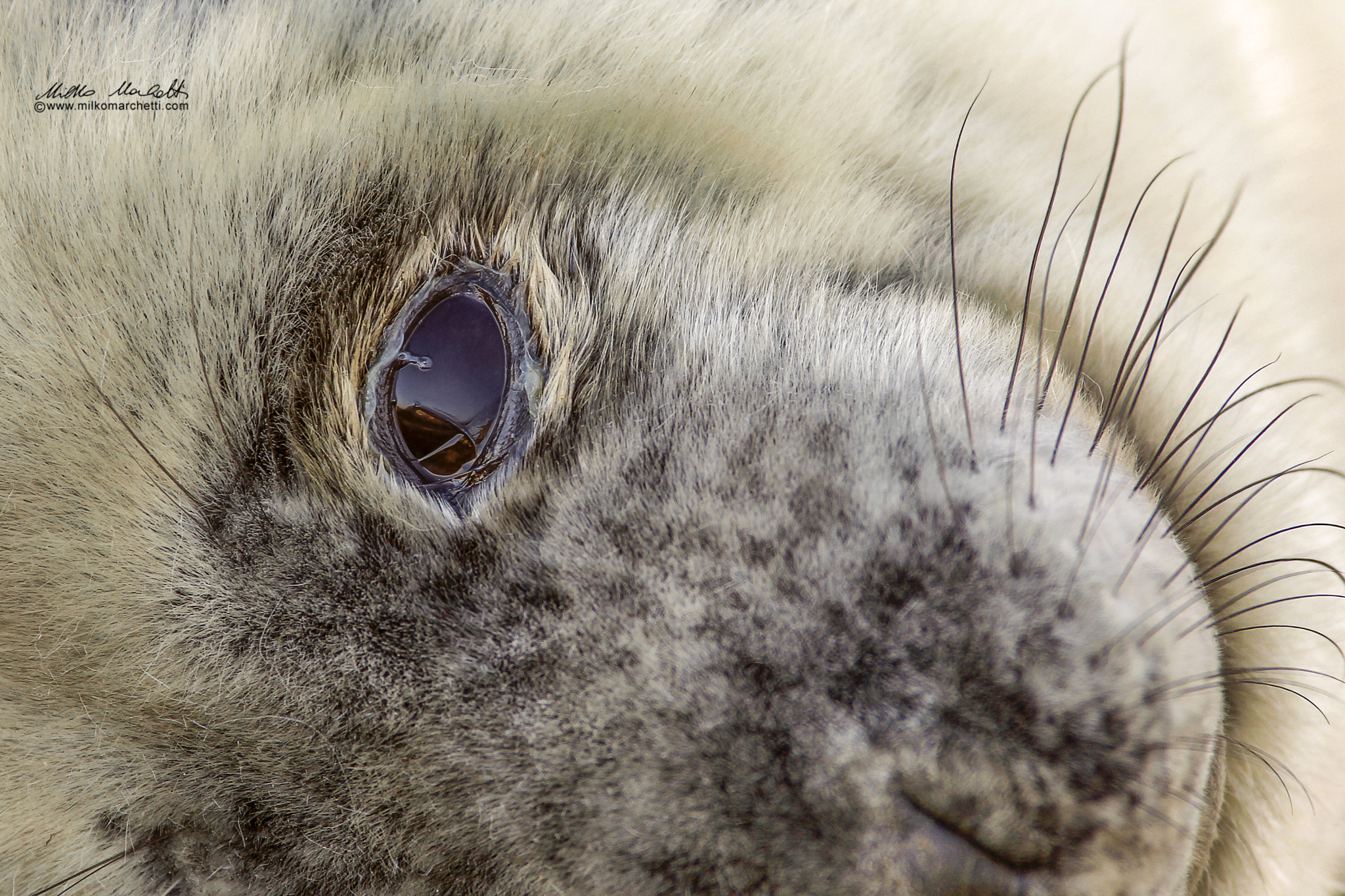 Canon EOS-1D Mark IV + Canon EF 300mm f/2.8L + 1.4x sample photo. Baby seal photography