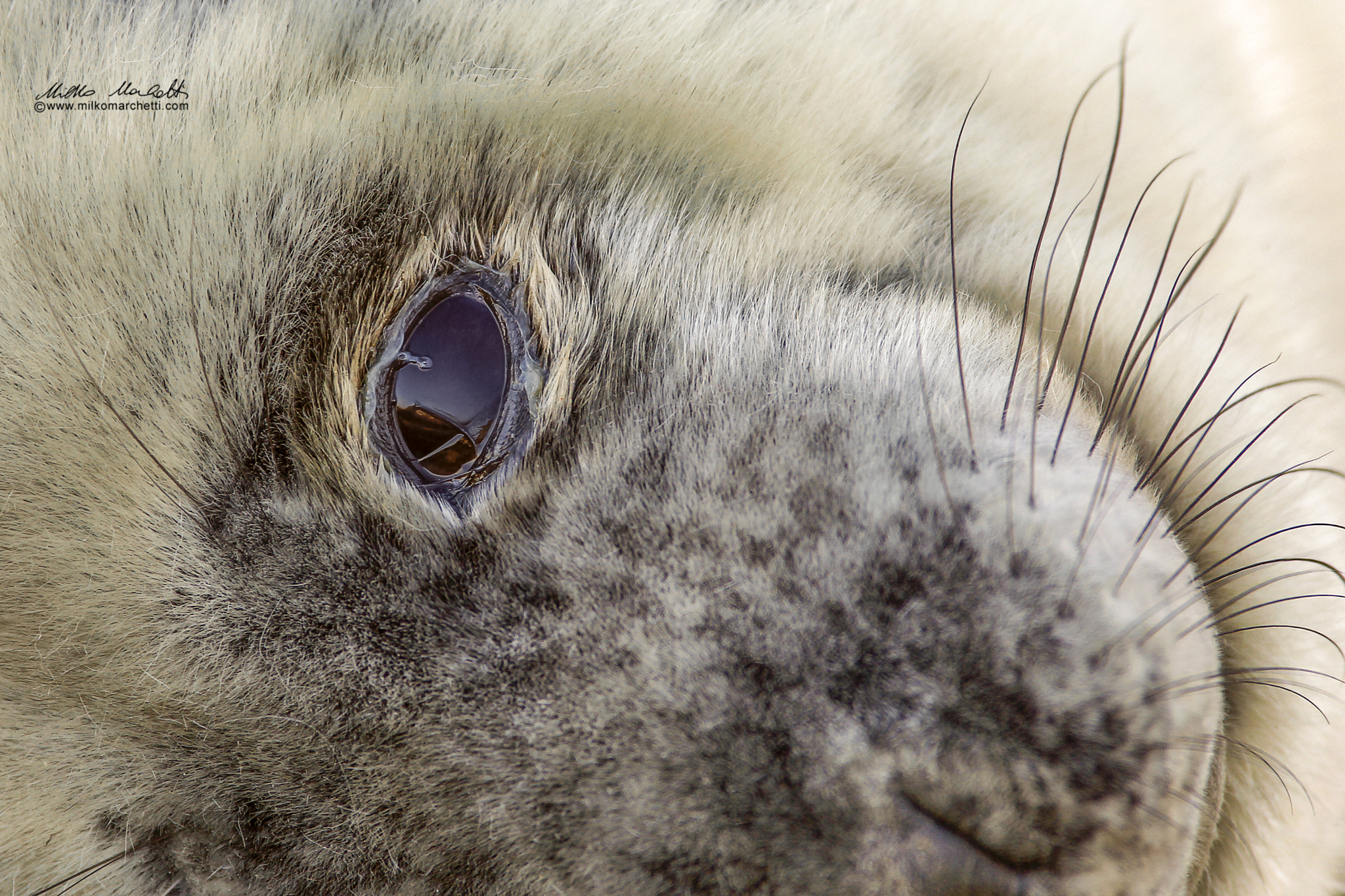 Canon EF 300mm f/2.8L + 1.4x sample photo. Baby seal photography