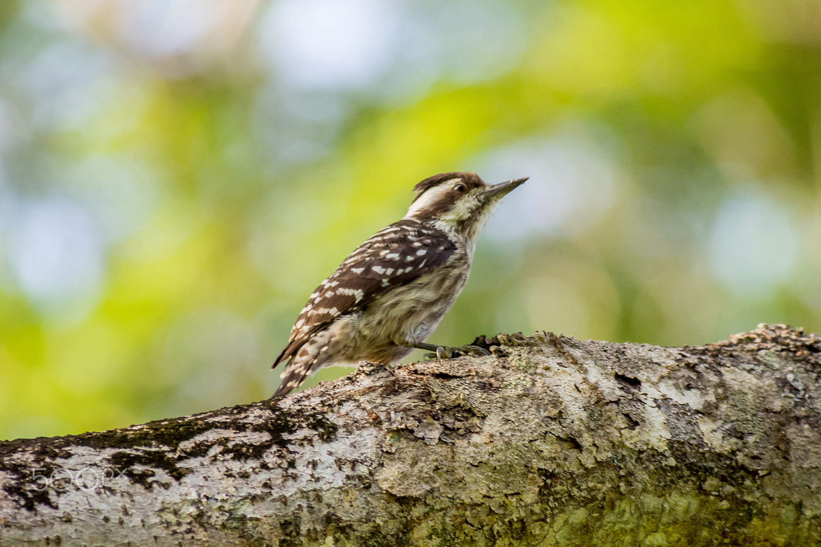 Olympus OM-D E-M5 sample photo. Sunda pygmy woodpecker photography
