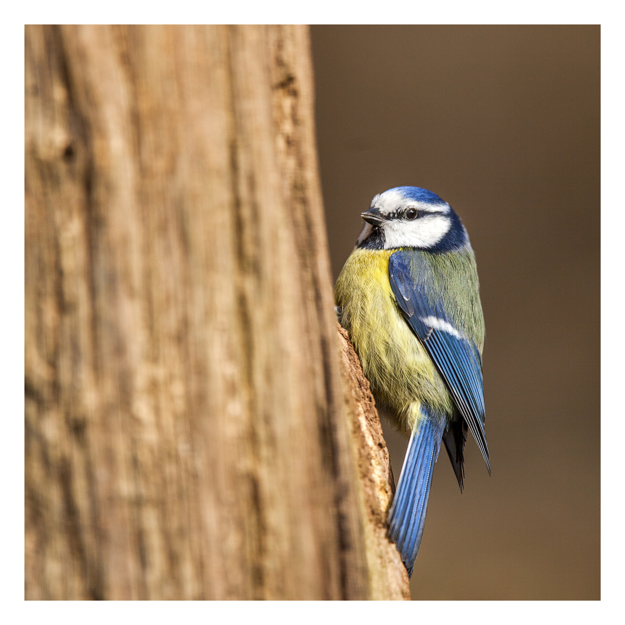 Canon EF 300mm F2.8L IS USM sample photo. Plmpelmees photography