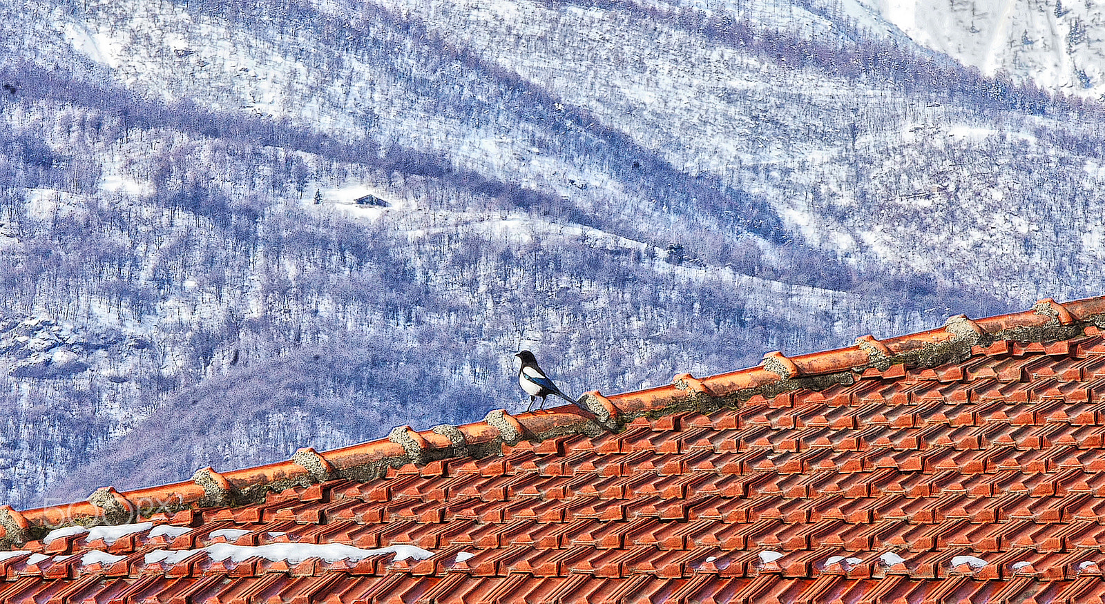 Sony Alpha NEX-3 + Sony E 55-210mm F4.5-6.3 OSS sample photo. A magpie on the roof photography