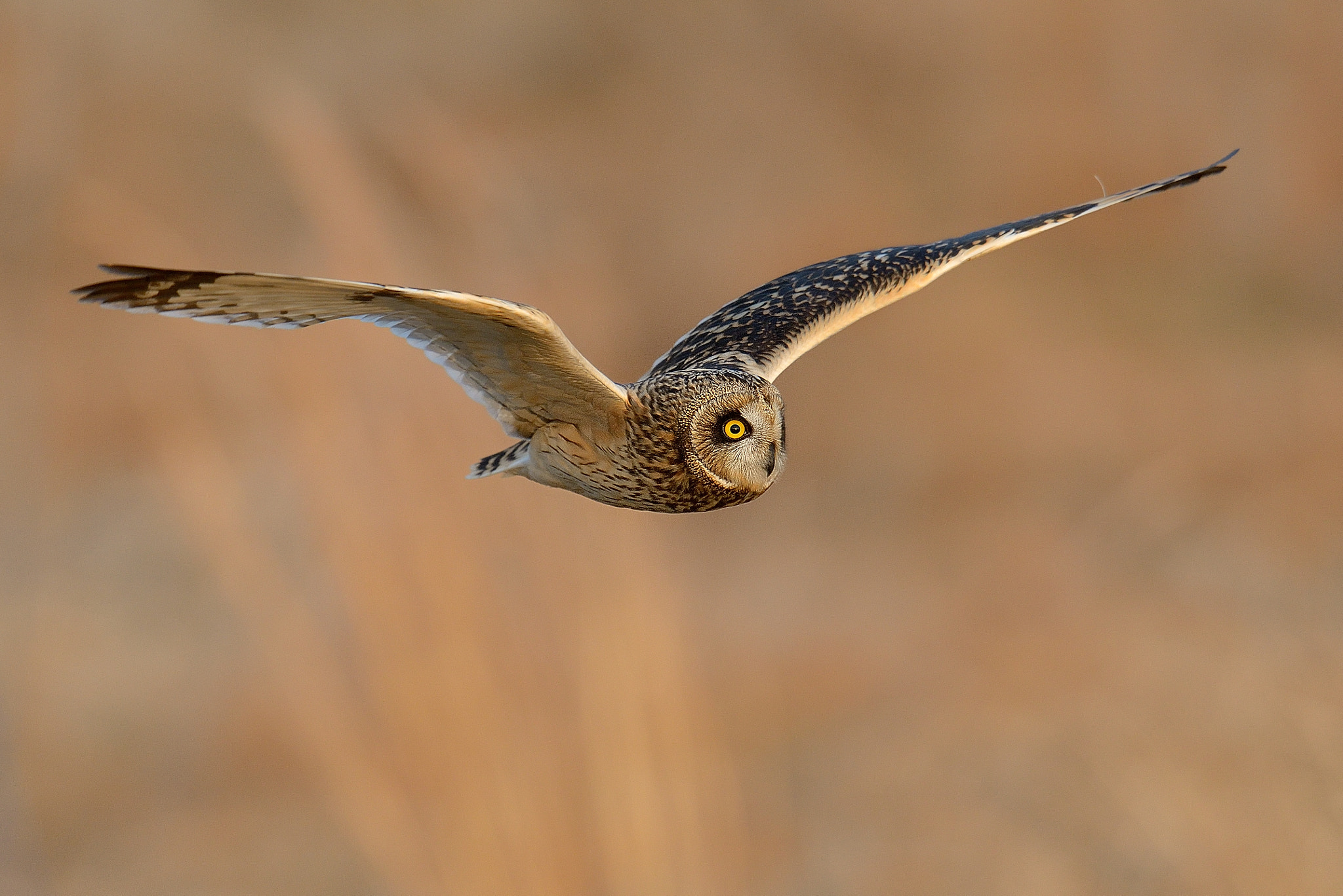 Nikon D800 + Nikon AF-S Nikkor 600mm F4G ED VR sample photo. Short-eared owl！ photography