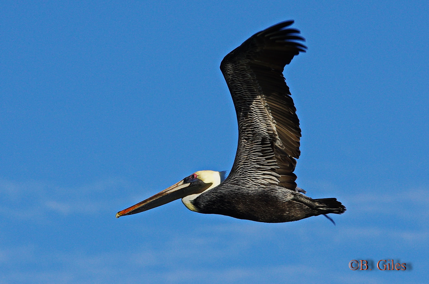 Sigma 150-500mm F5-6.3 DG OS HSM sample photo. Passing by photography