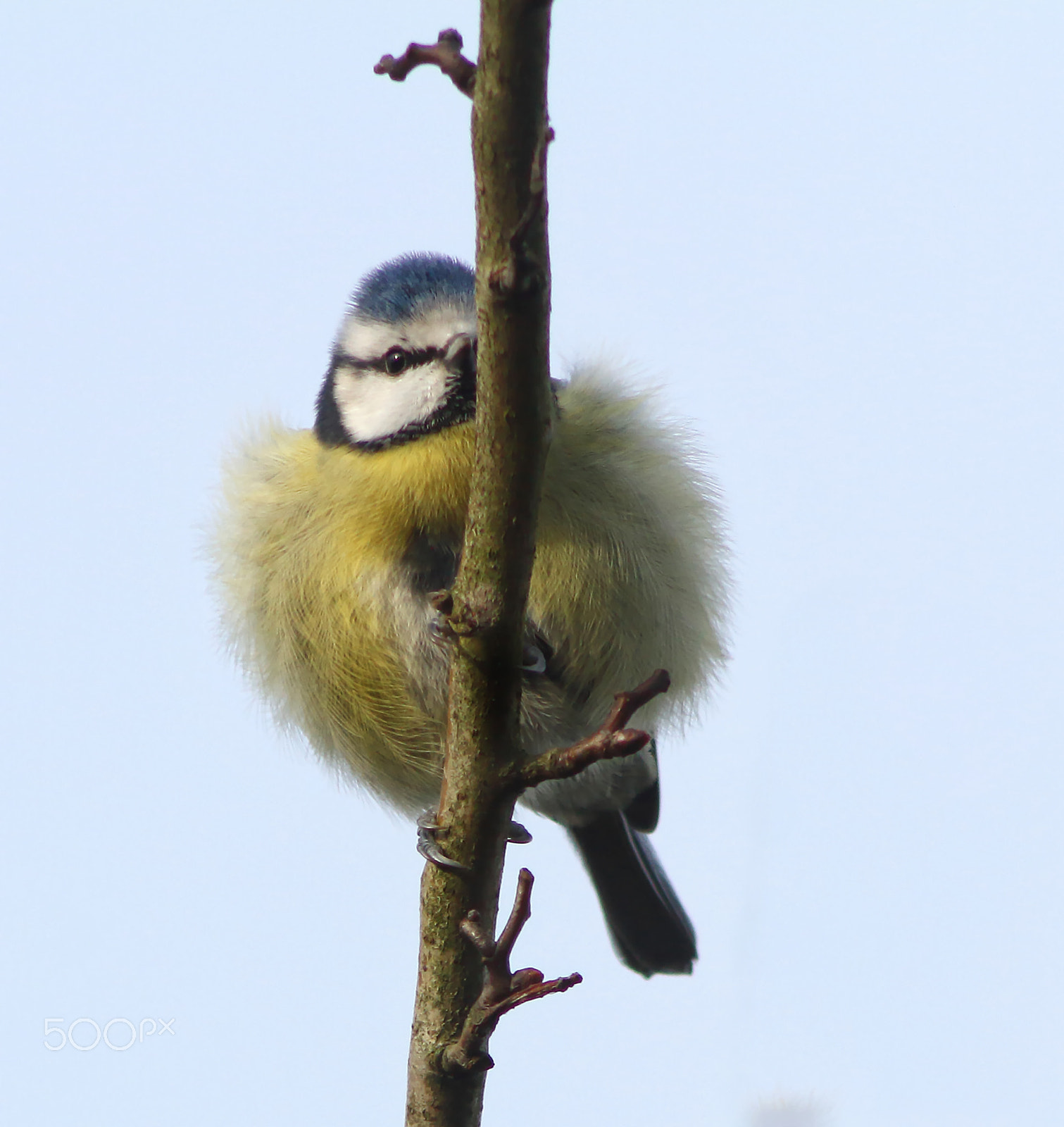 Canon EF 200mm f/2.8L II + 2x sample photo. Fluffy blue tit photography