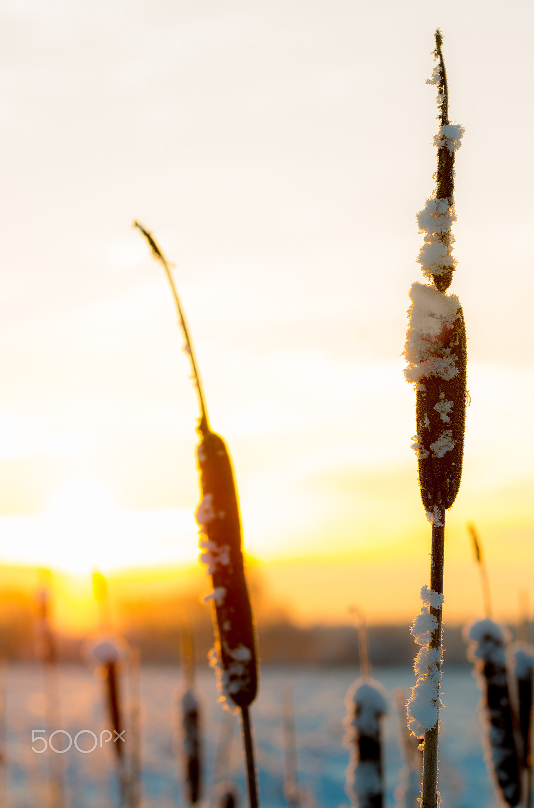 Pentax K-50 + Tamron SP AF 70-200mm F2.8 Di LD (IF) MACRO sample photo. Cattails at winter sunrise photography