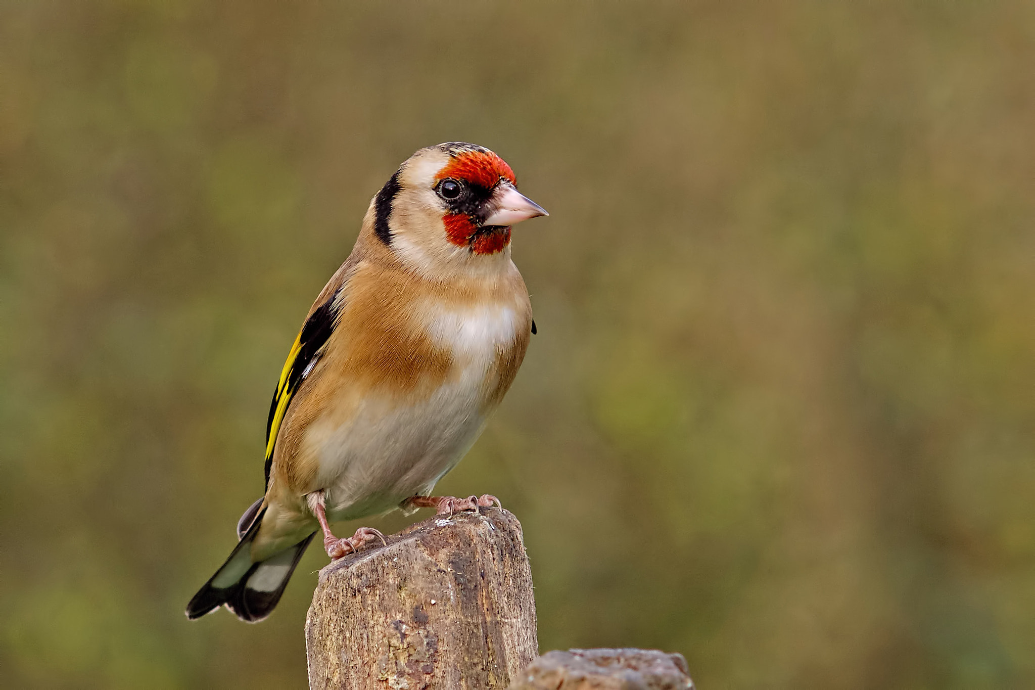 Sony Sonnar T* 135mm F1.8 ZA sample photo. Goldfinch photography