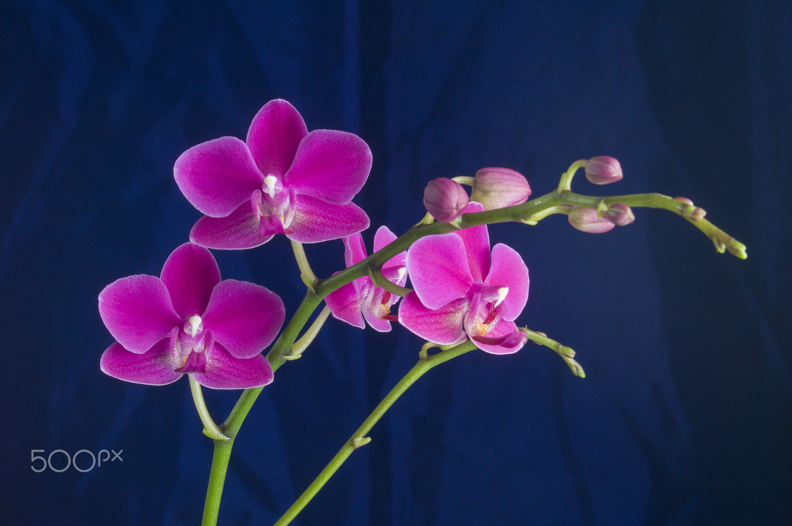Nikon D300 + AF Zoom-Nikkor 35-70mm f/2.8D sample photo. Beautiful orchid photography