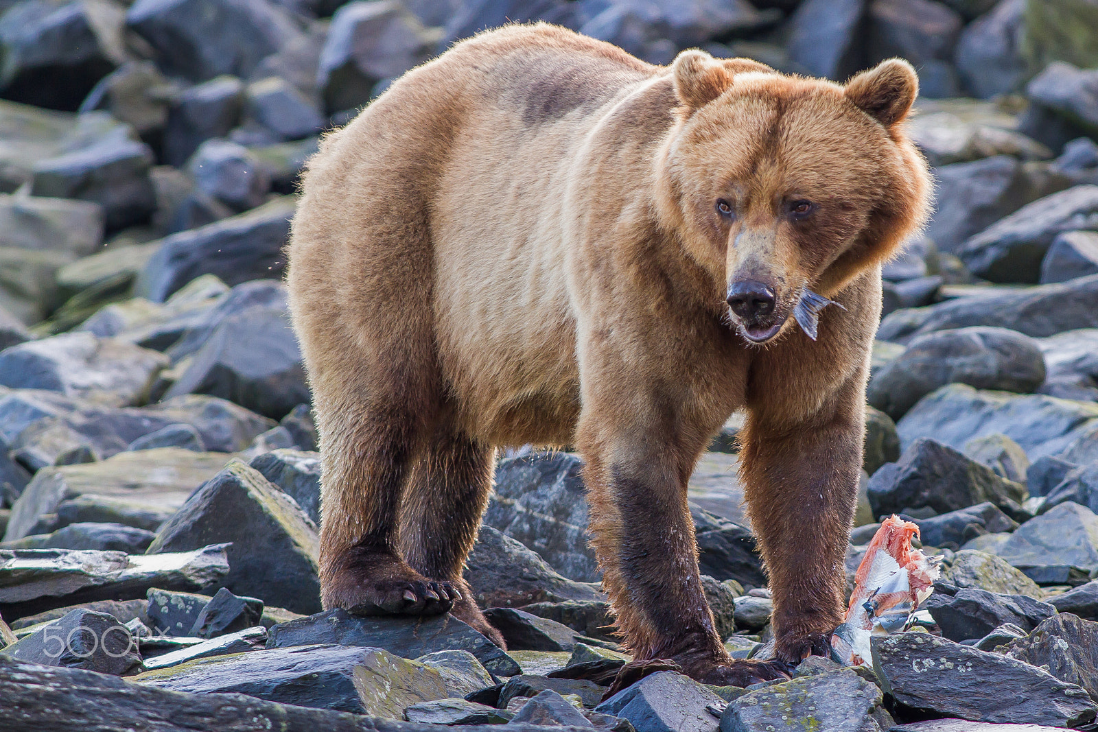 Canon EOS 7D + Canon EF 300mm f/2.8L sample photo. Bear breakfast photography