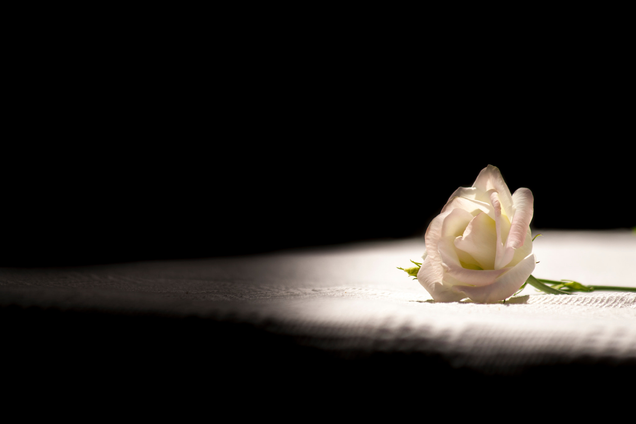 Canon EOS 30D sample photo. Rosa photography