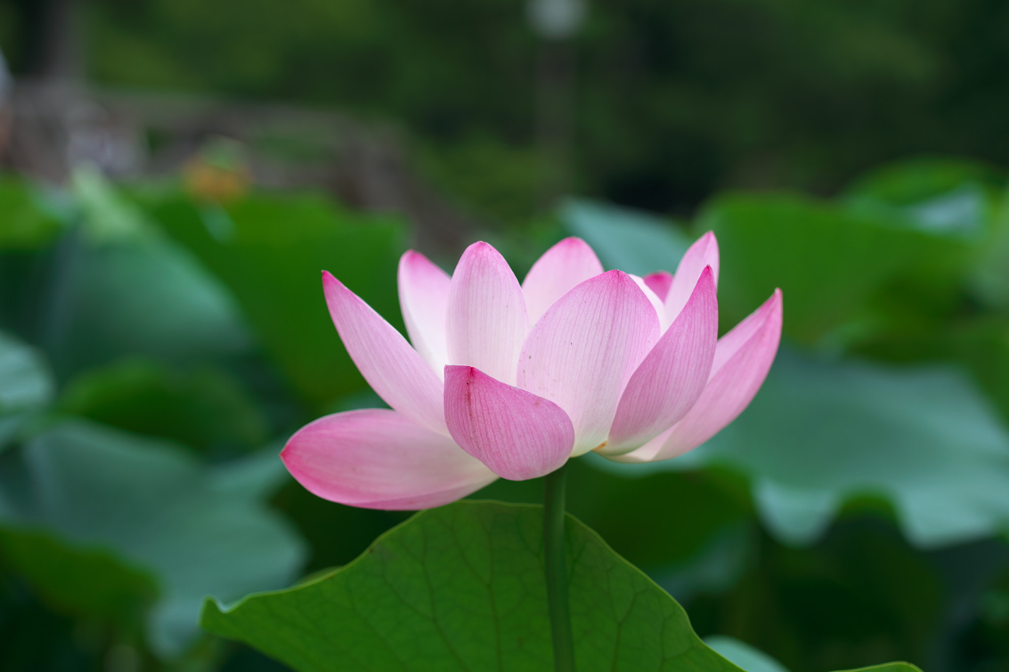 Canon EOS 5DS R sample photo. Lotus 2015/06/28 photography