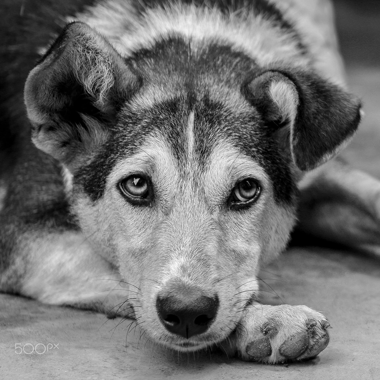 Canon EF 75-300mm f/4-5.6 USM sample photo. Adorable nepali dog photography