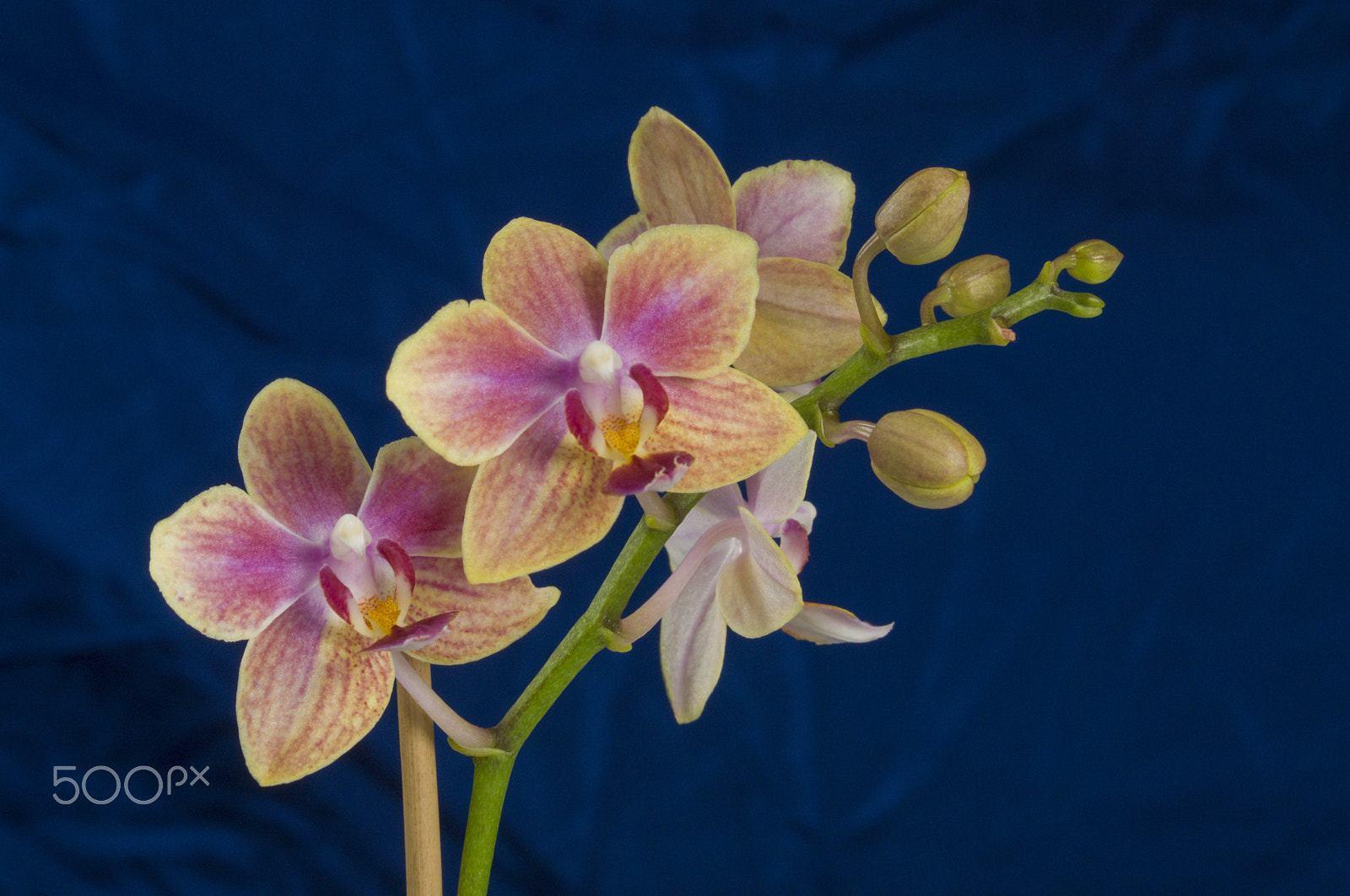 AF Zoom-Nikkor 35-70mm f/2.8D sample photo. Beautiful orchid photography