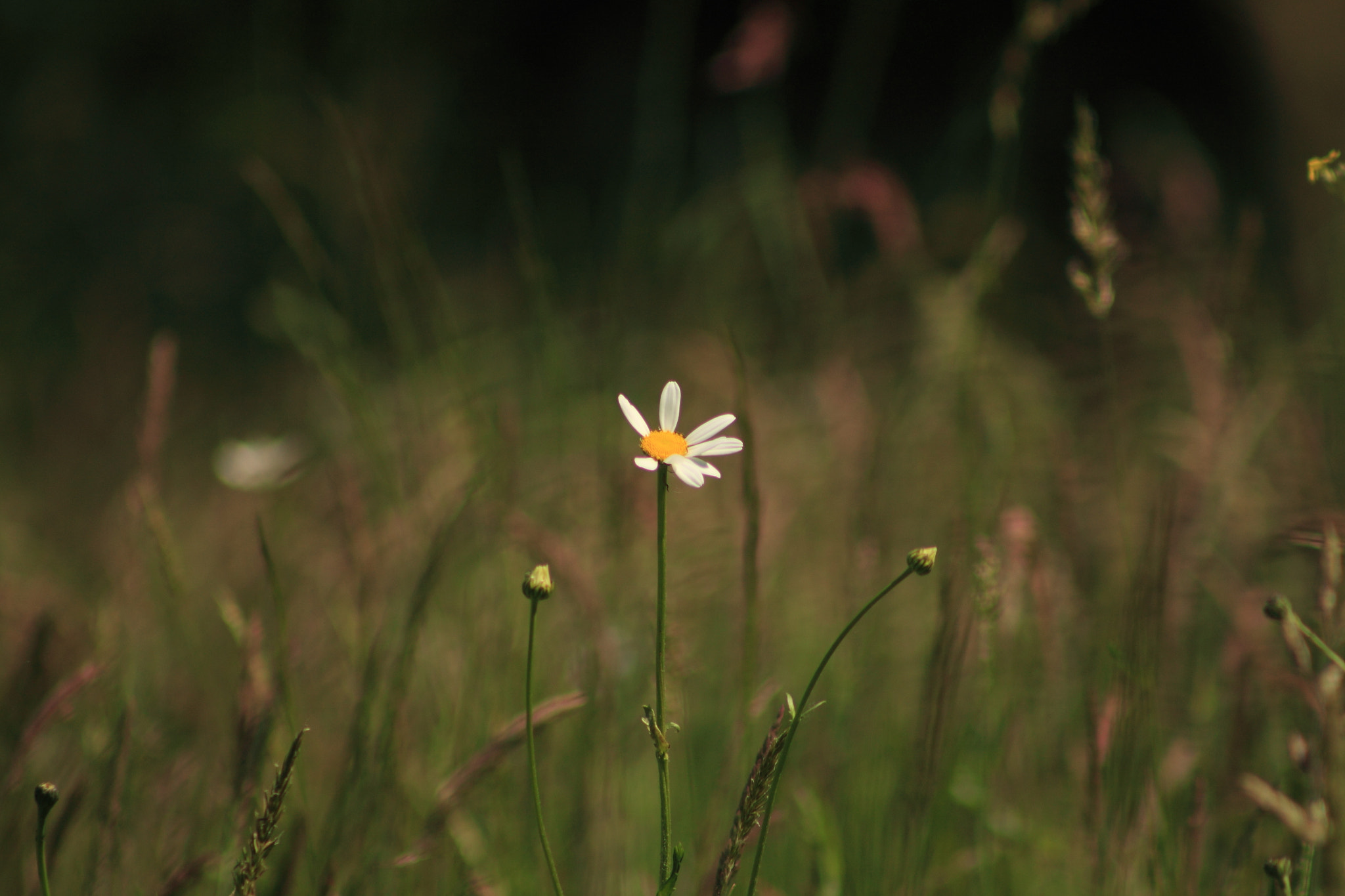 Canon EF75-300mm f/4-5.6 USM sample photo. Un dernier café photography