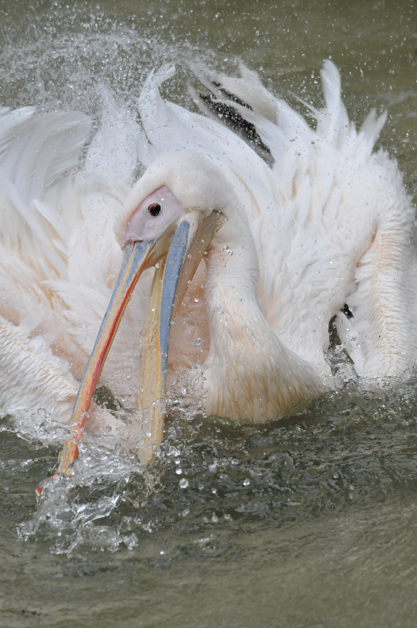 Sigma 150-500mm F5-6.3 DG OS HSM sample photo. Exciting photography
