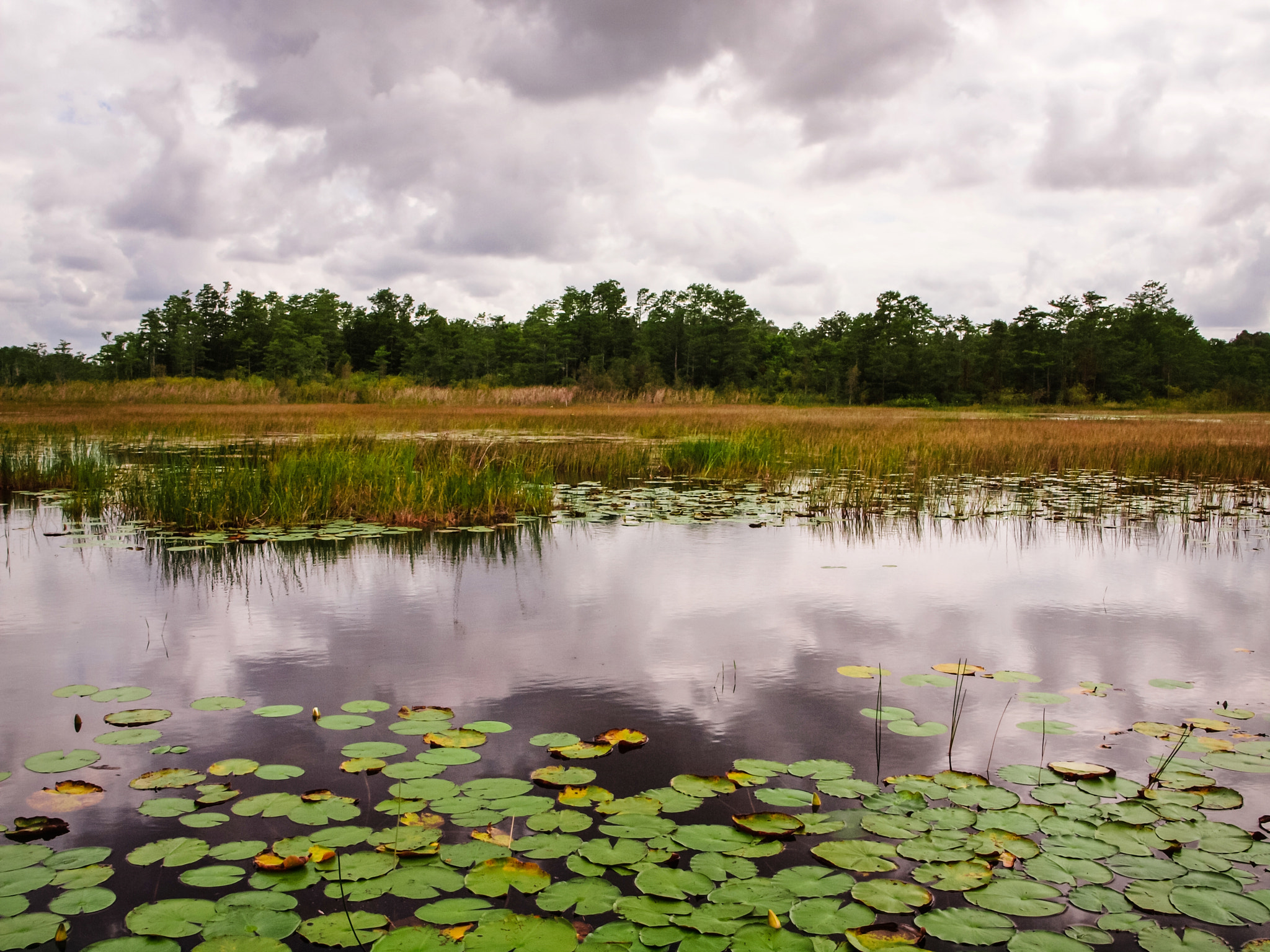 Olympus E-600 (EVOLT E-600) + OLYMPUS 14-42mm Lens sample photo. Gloomy at grassy waters preserve photography