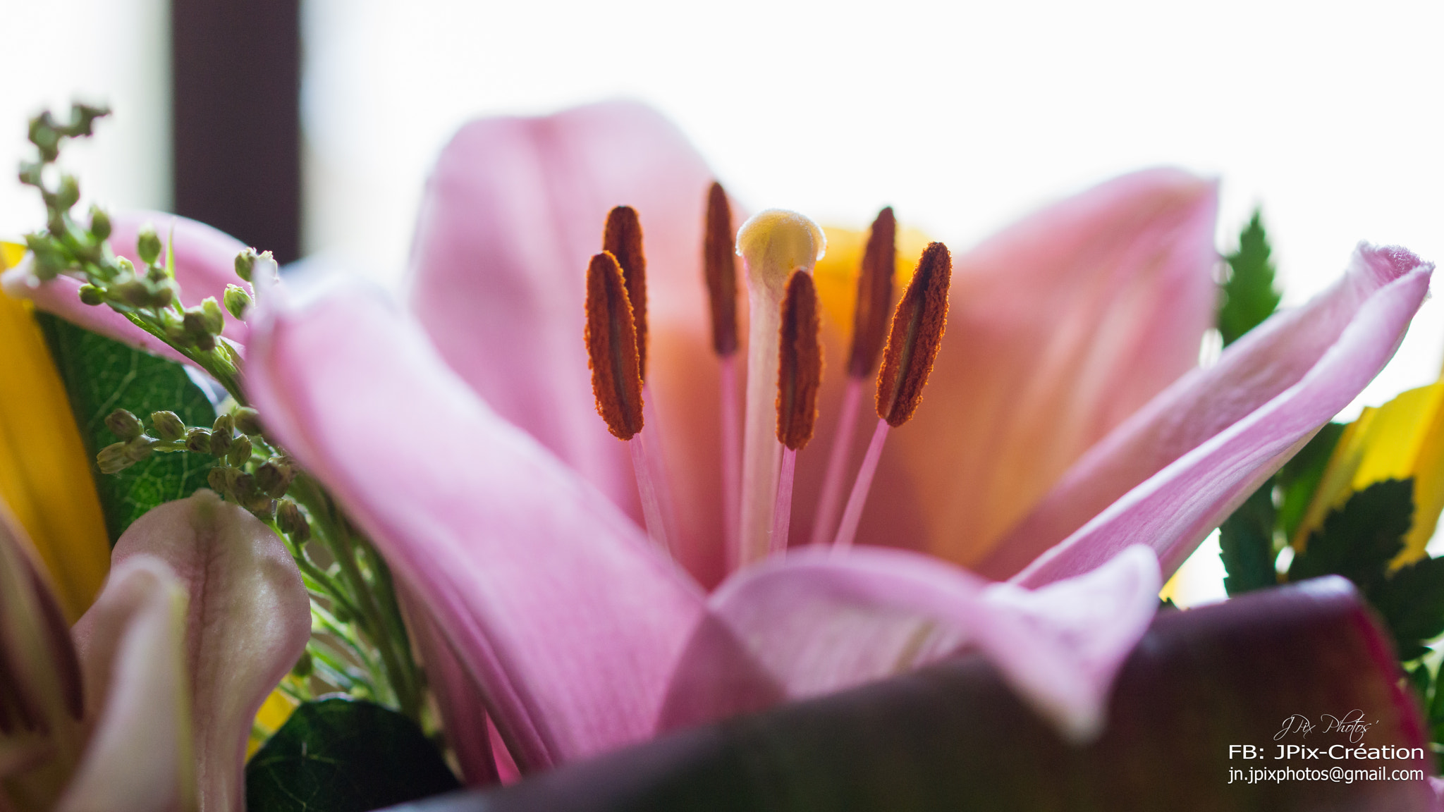 Sony SLT-A77 + 90mm F2.8 Macro SSM sample photo. Flower photography