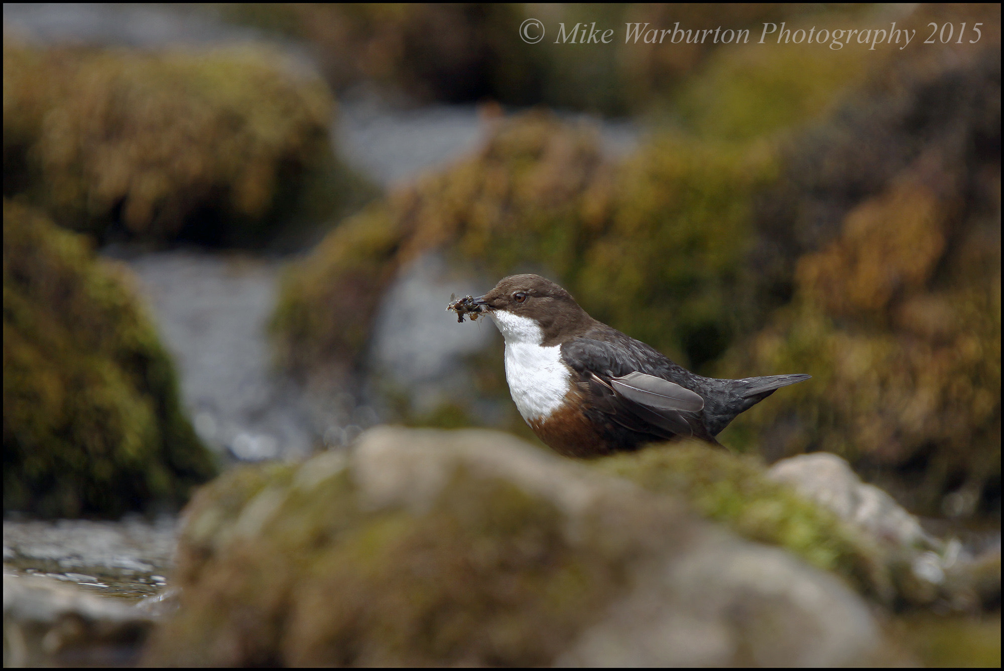 Sigma 50-500mm f/4-6.3 APO HSM EX sample photo. Dipper in habitat photography