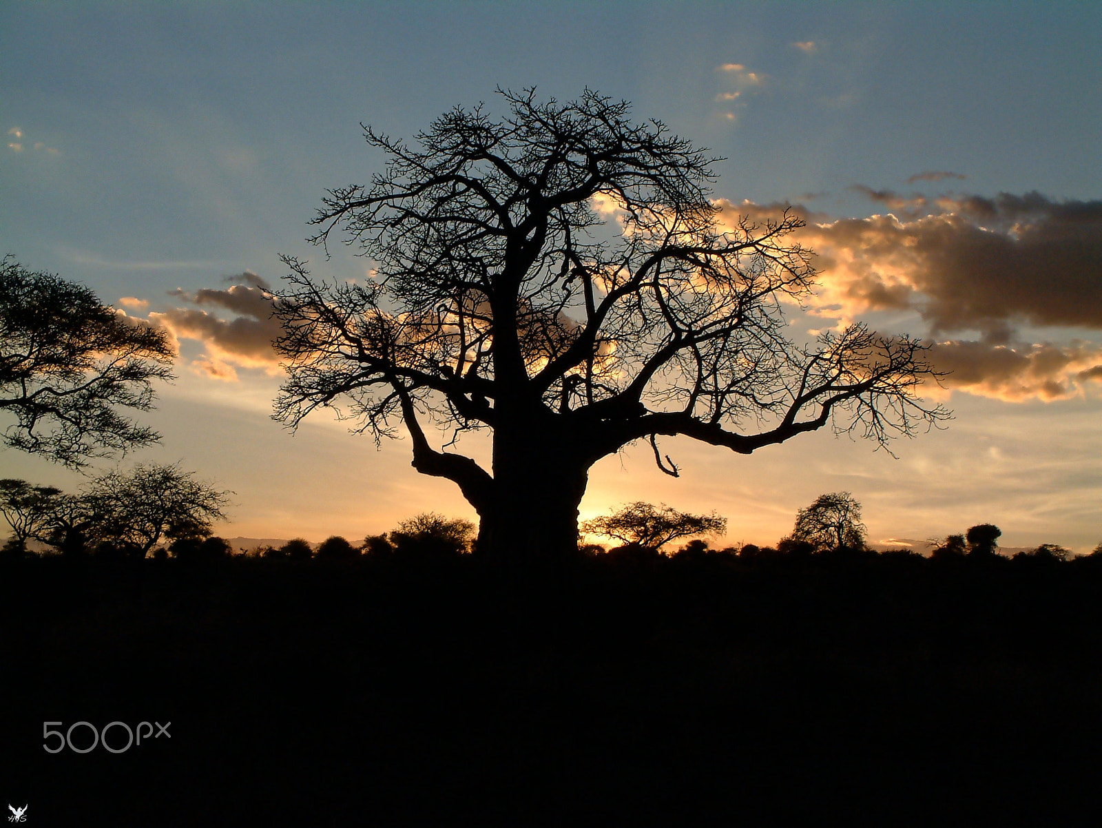 Fujifilm FinePix6900ZOOM sample photo. Baobab at sunset photography