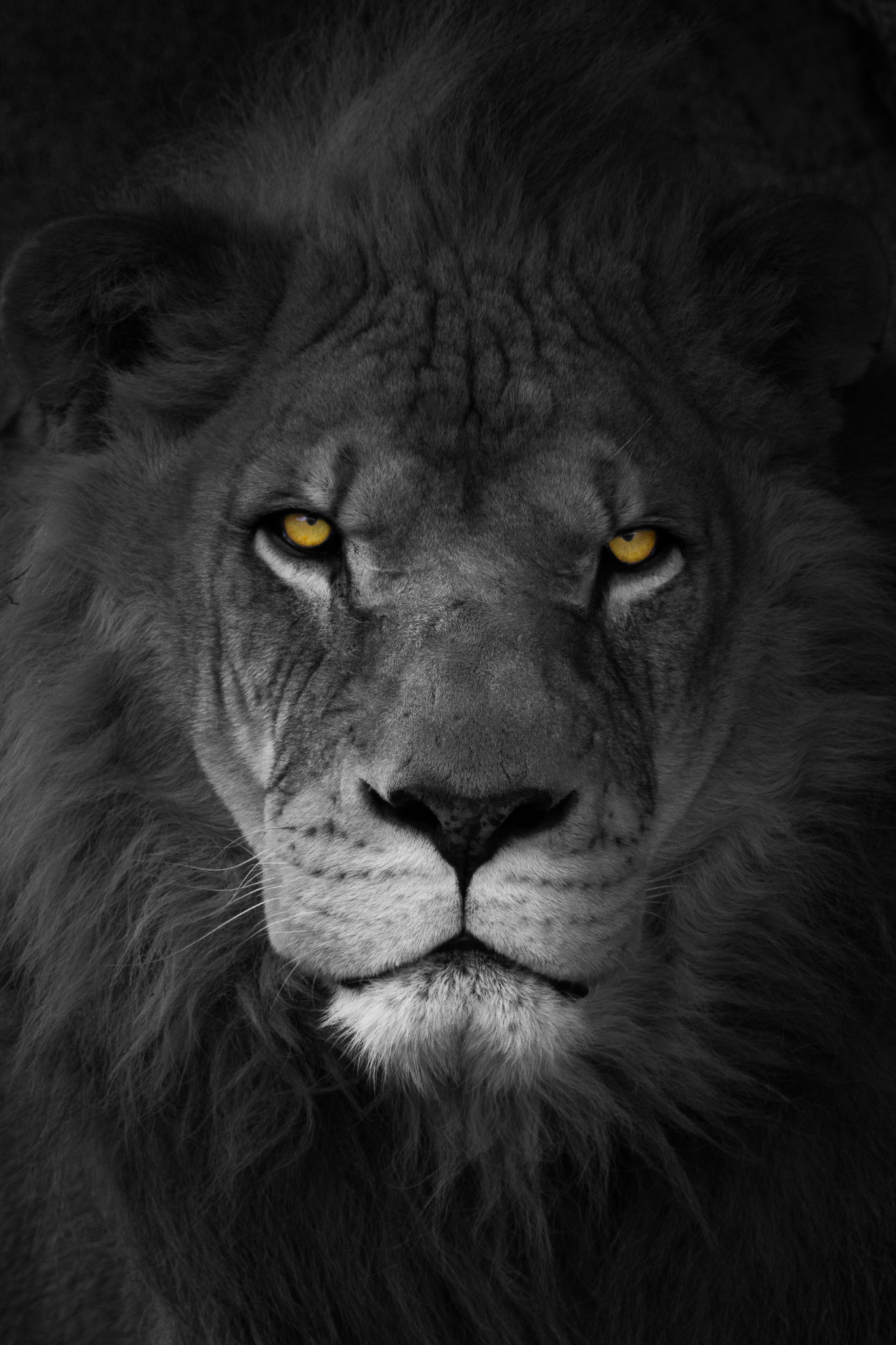 Canon EF 70-200mm F2.8L IS II USM sample photo. Portrait of a lion photography